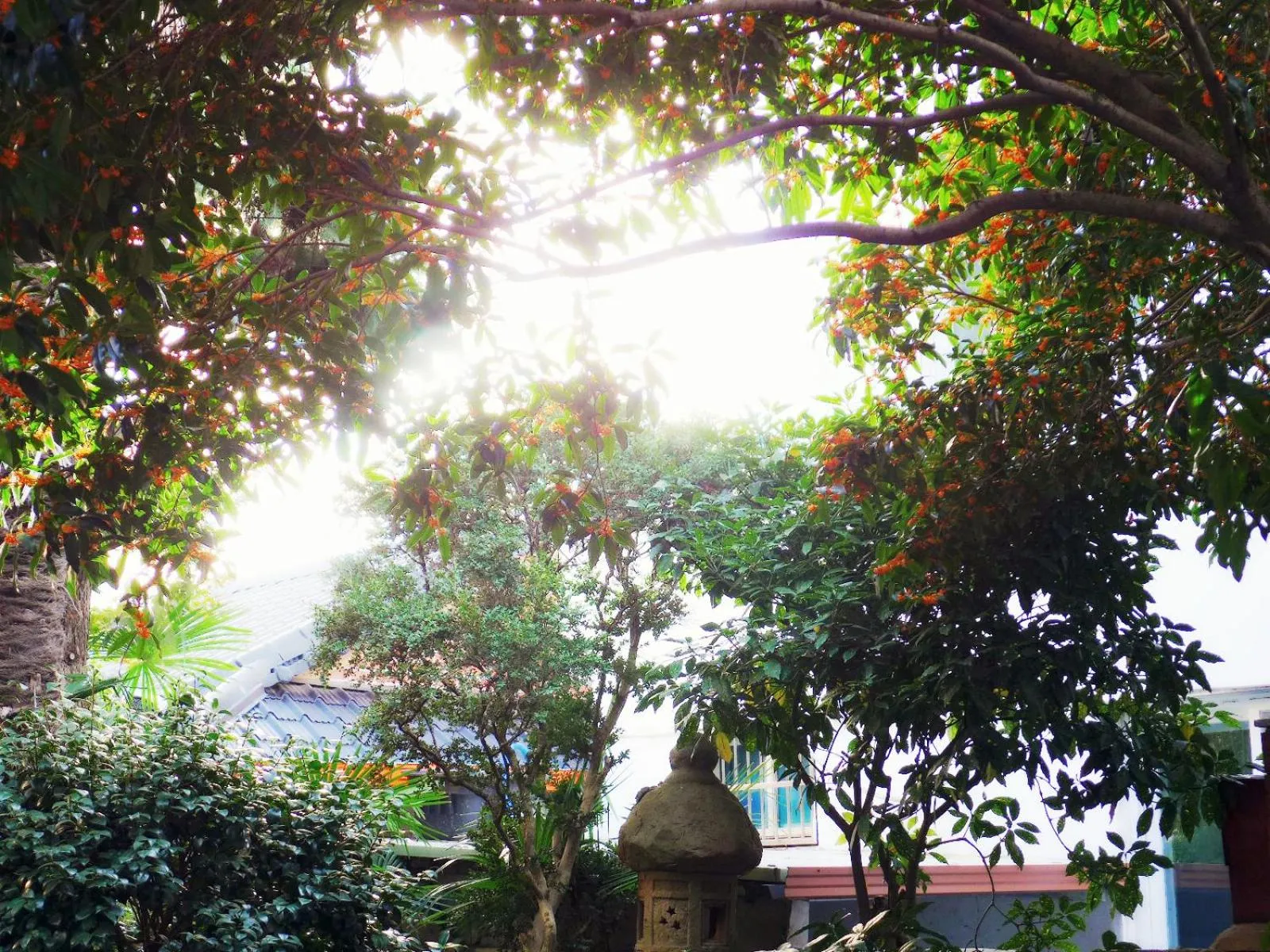 Garden in Picasso Guesthouse