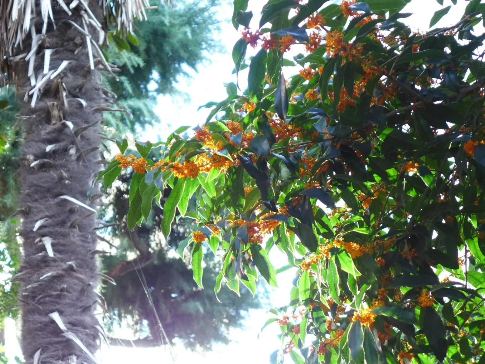 Garden in Picasso Guesthouse