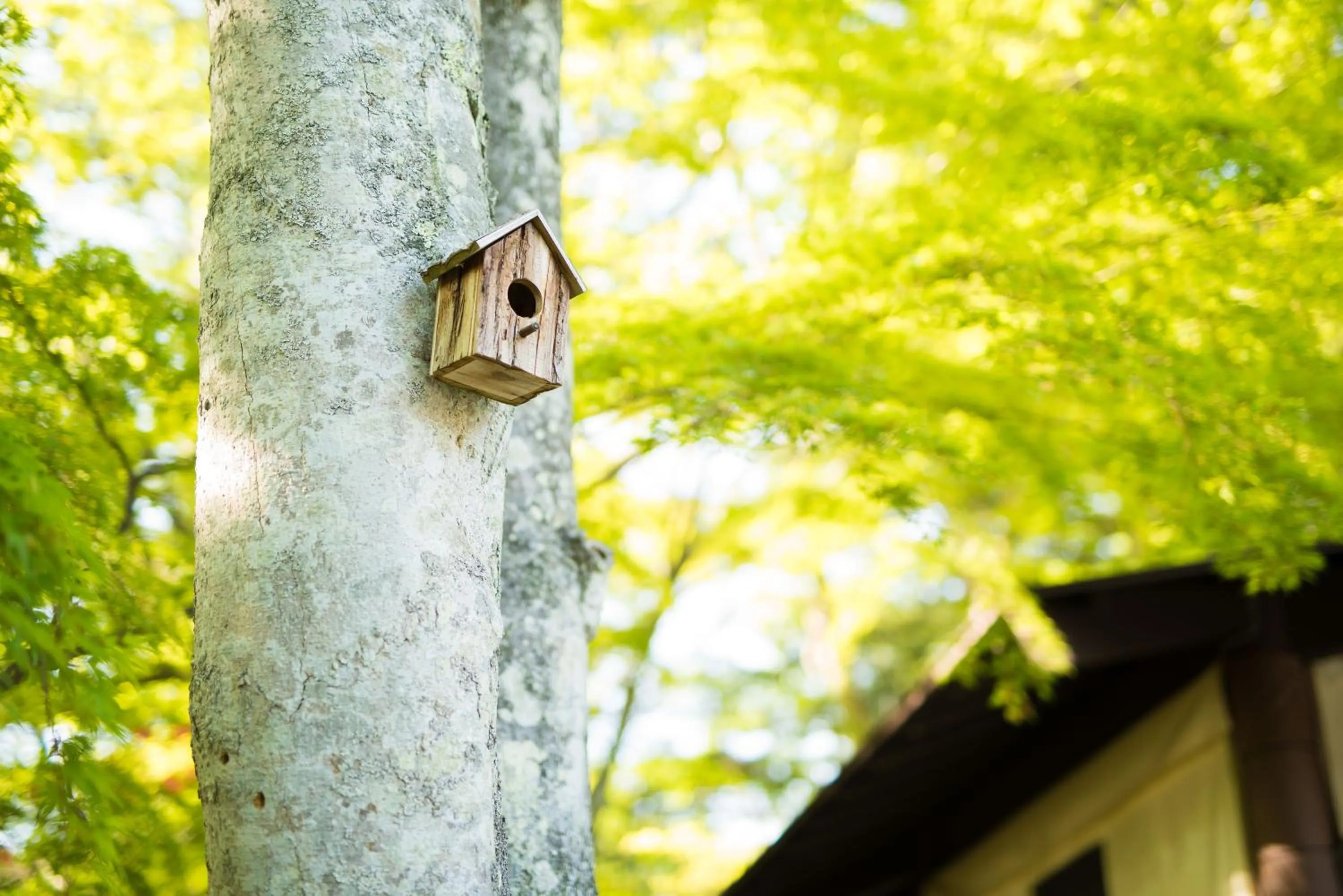 Animals, Other Animals in Ikoisanso