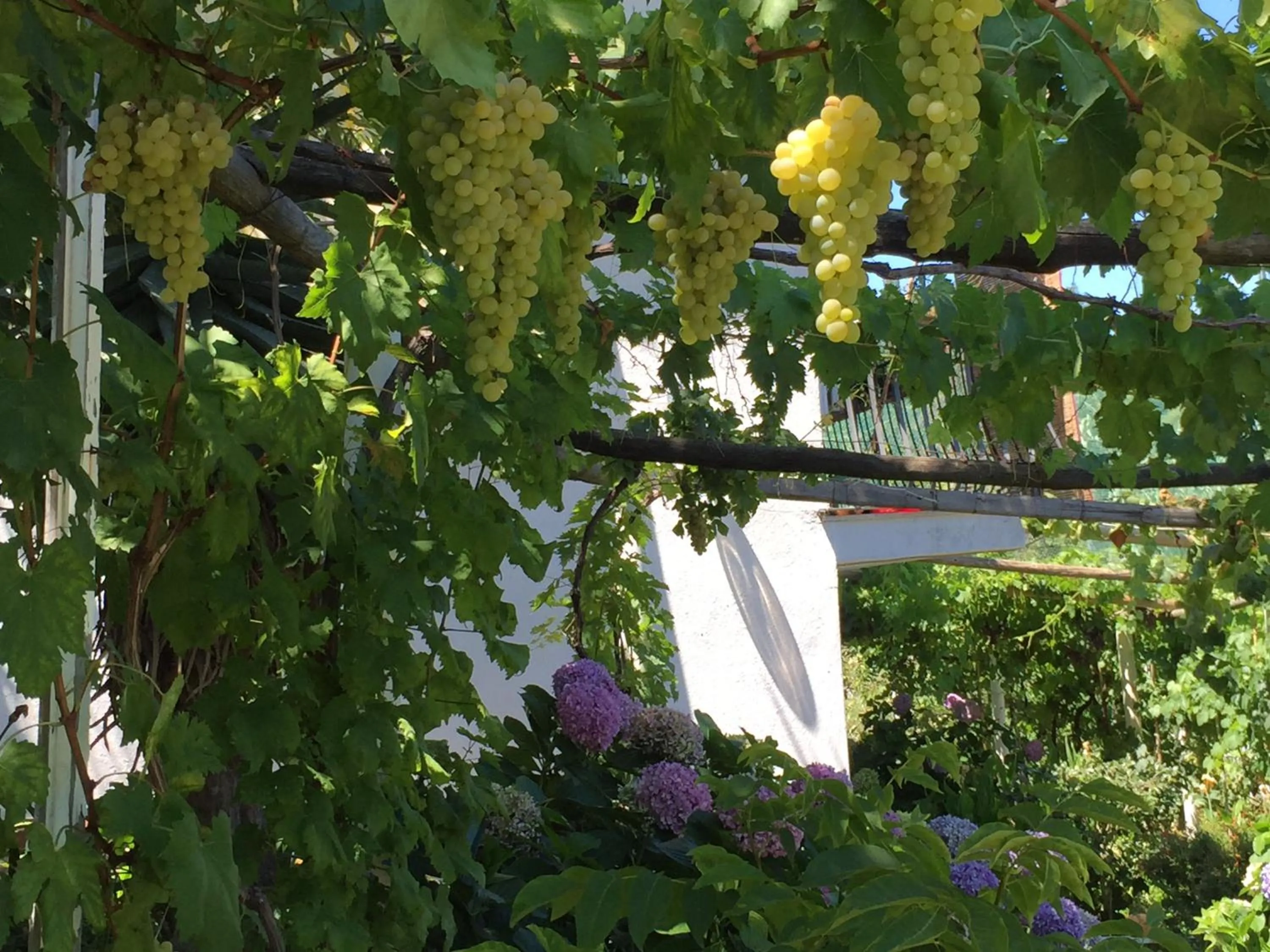 Garden in Hotel & Residence Matarese