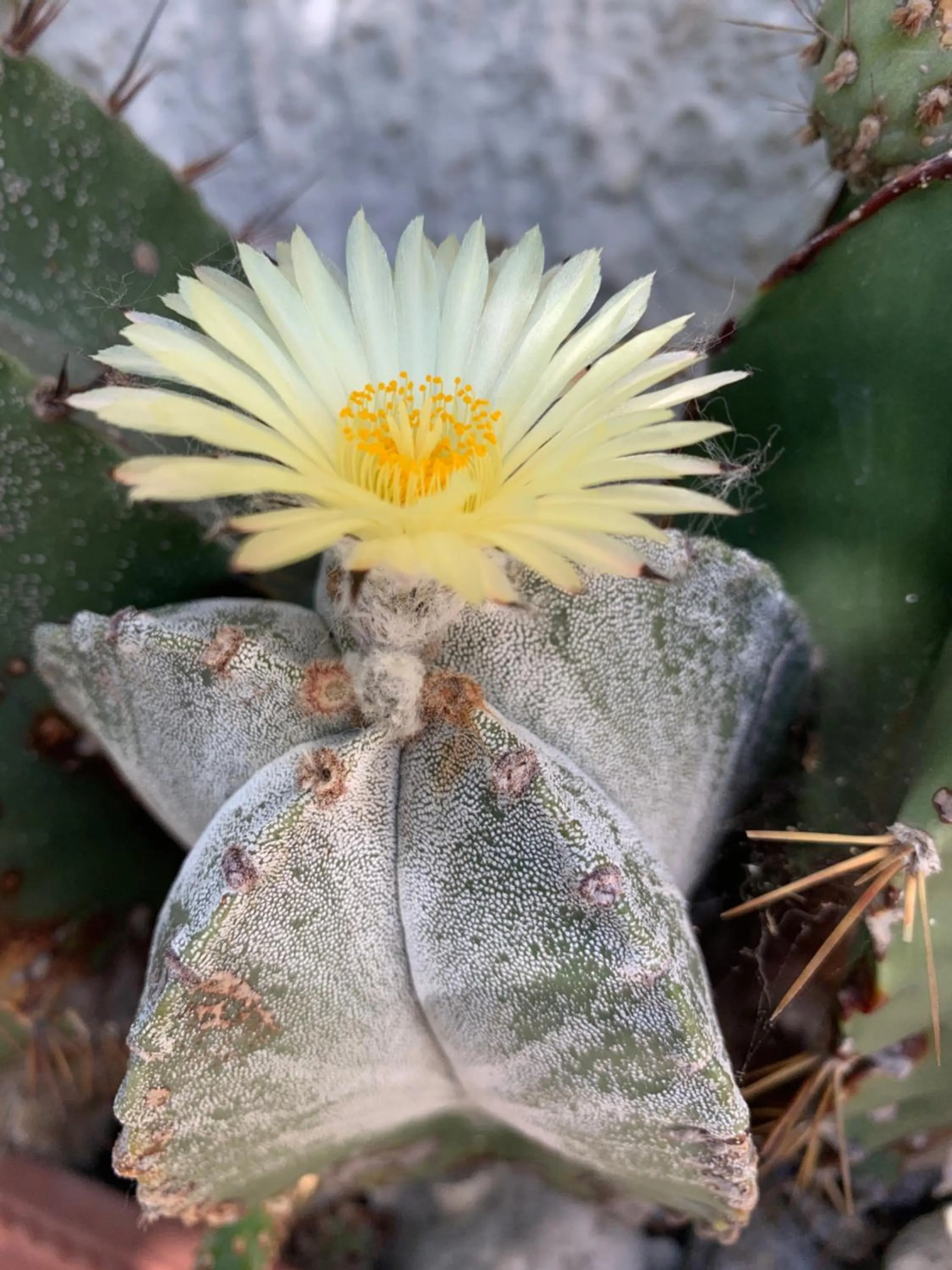 Hotel & Residence Matarese