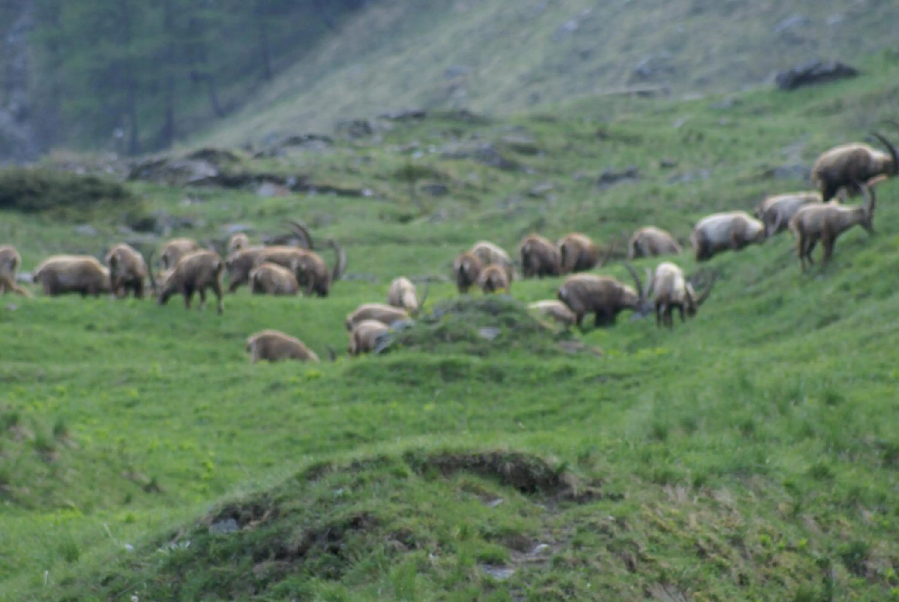 Hiking in Albergo Boule de Neige