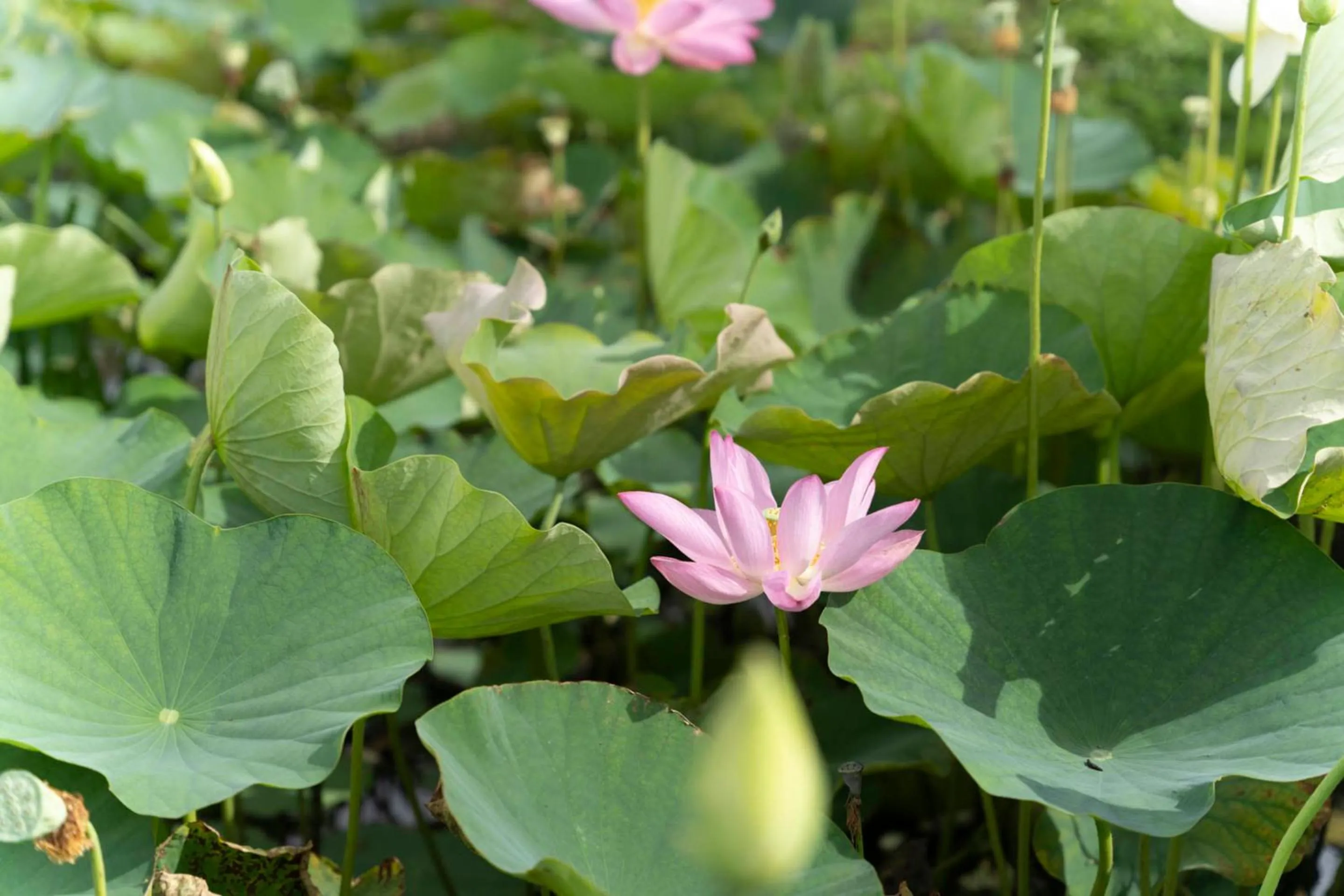 Area and facilities in Shonai Hotel Suiden Terrasse
