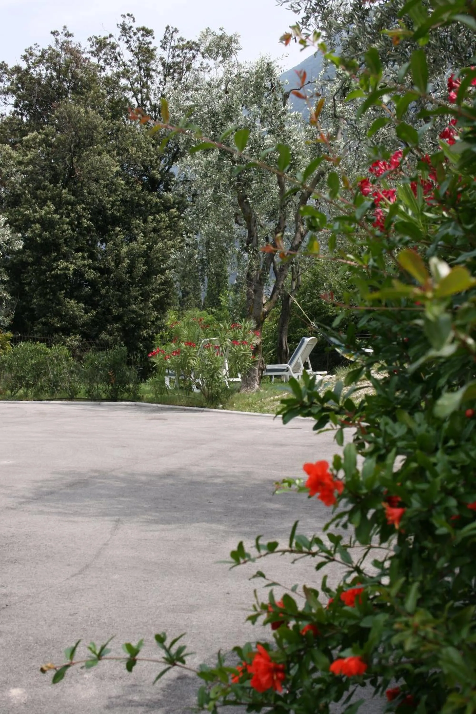 Garden in Hotel Oasi Beach