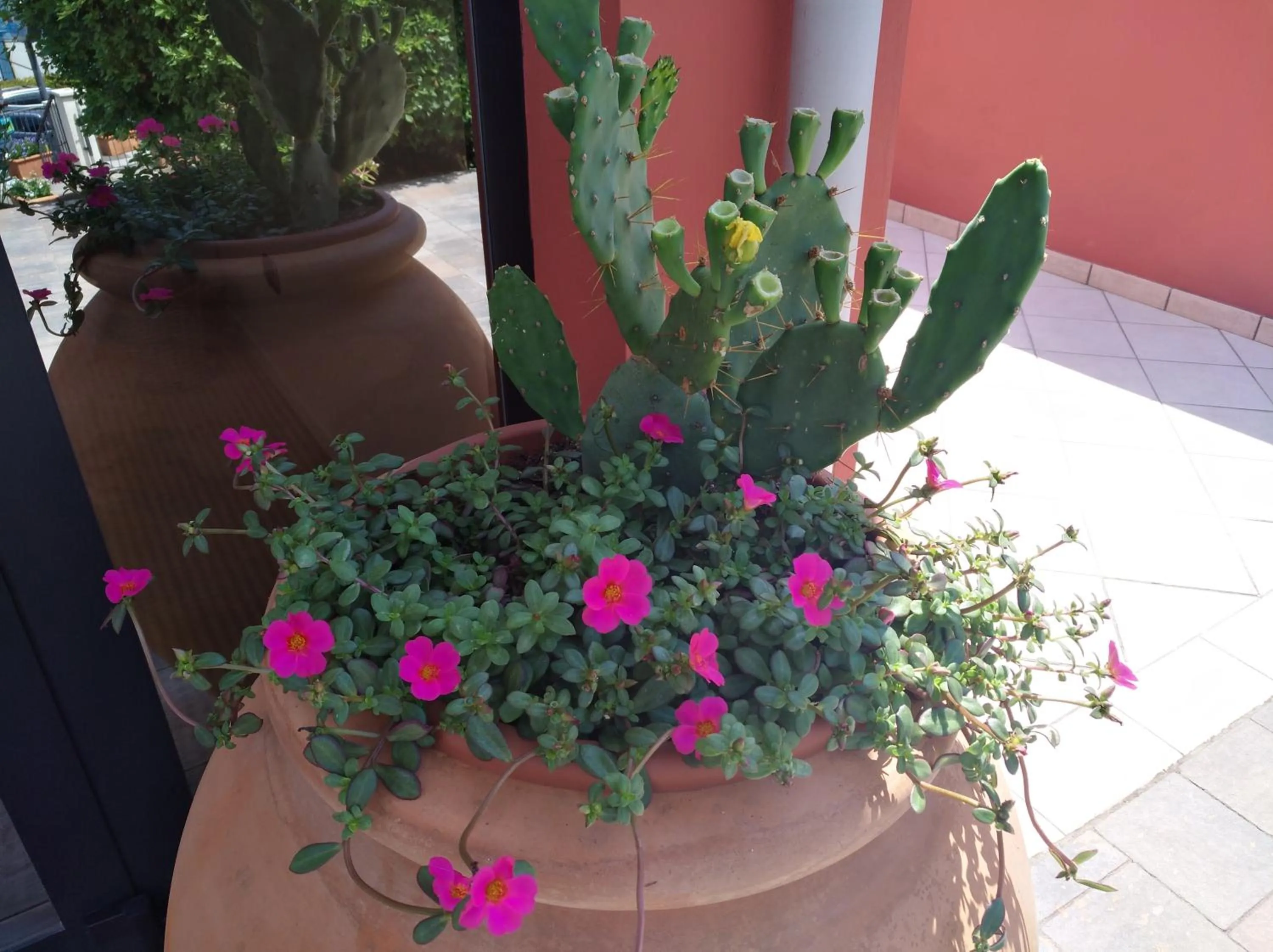 Garden in Hotel Oasi Beach
