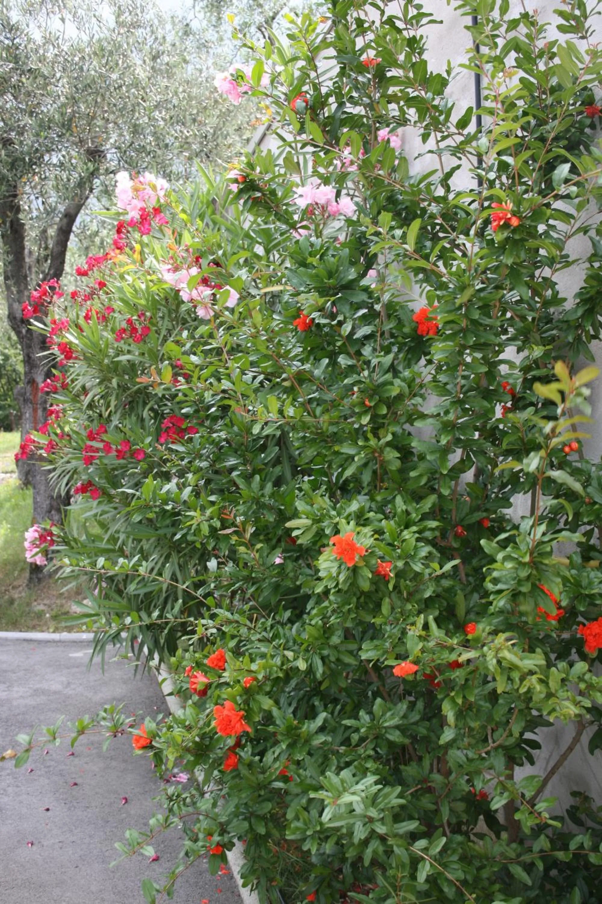 Other in Hotel Oasi Beach