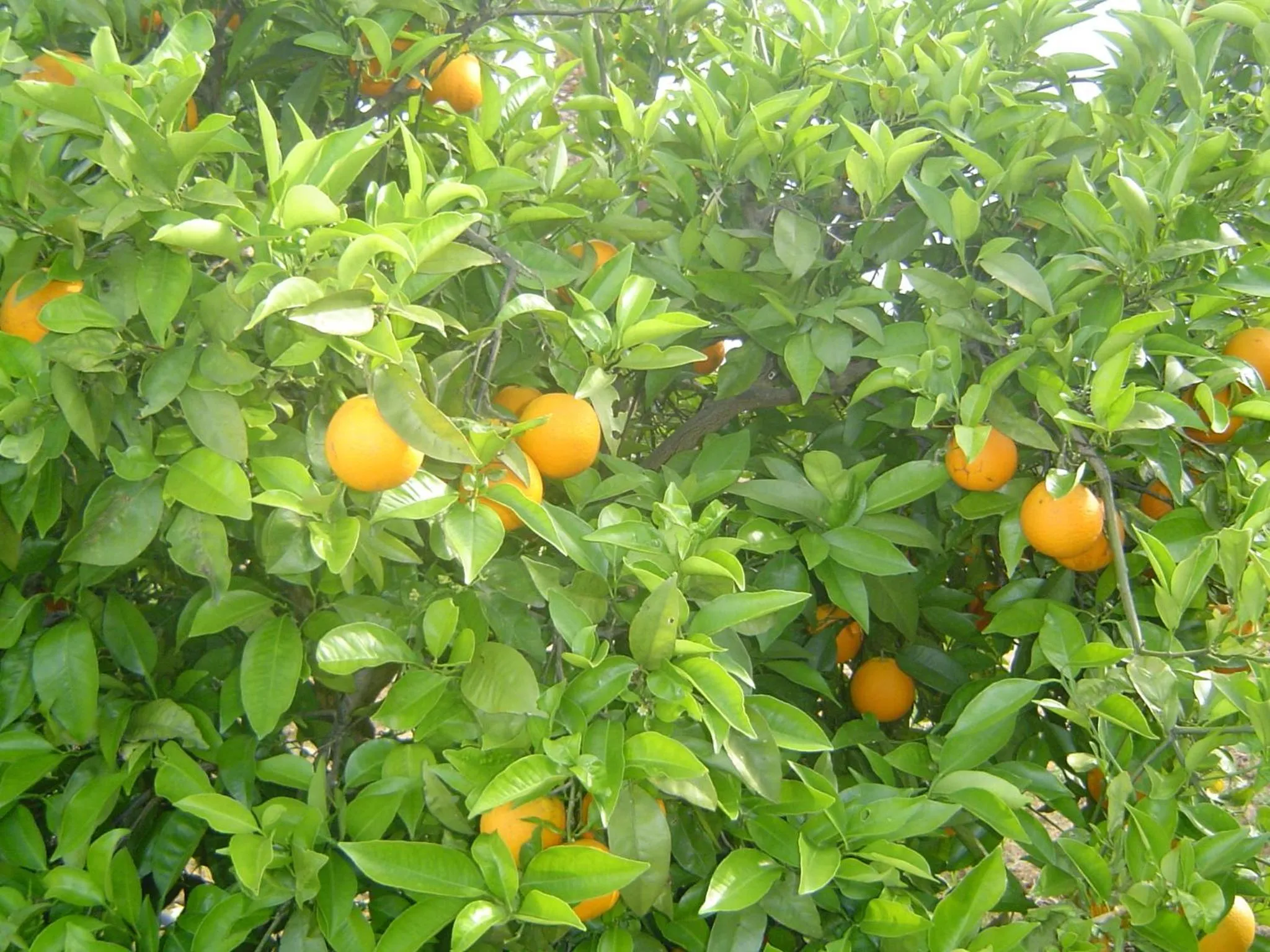 Garden in Quinta dos Oliveiras