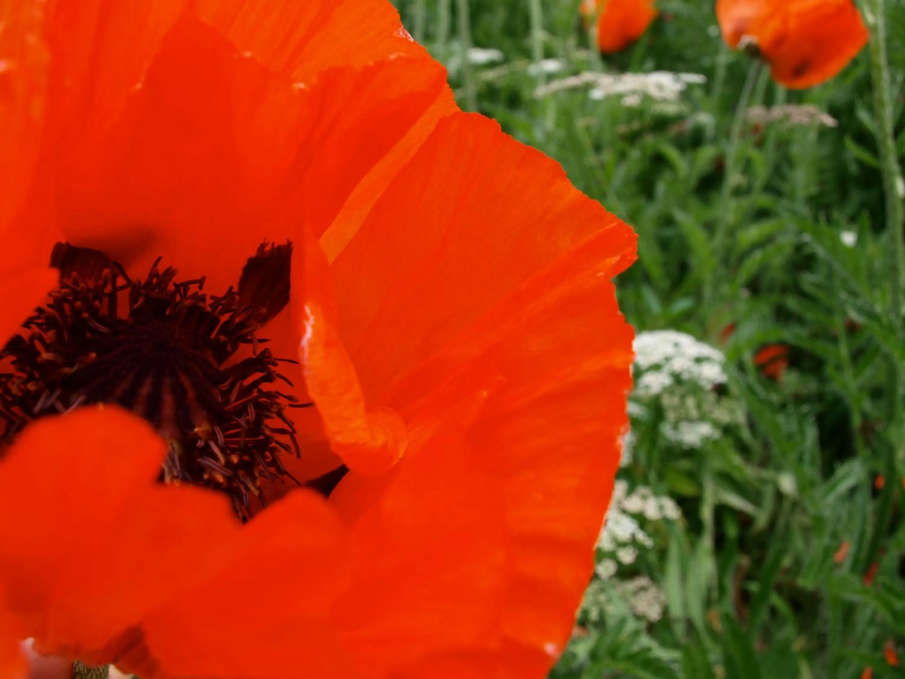Natural landscape in Hotel Tyrol