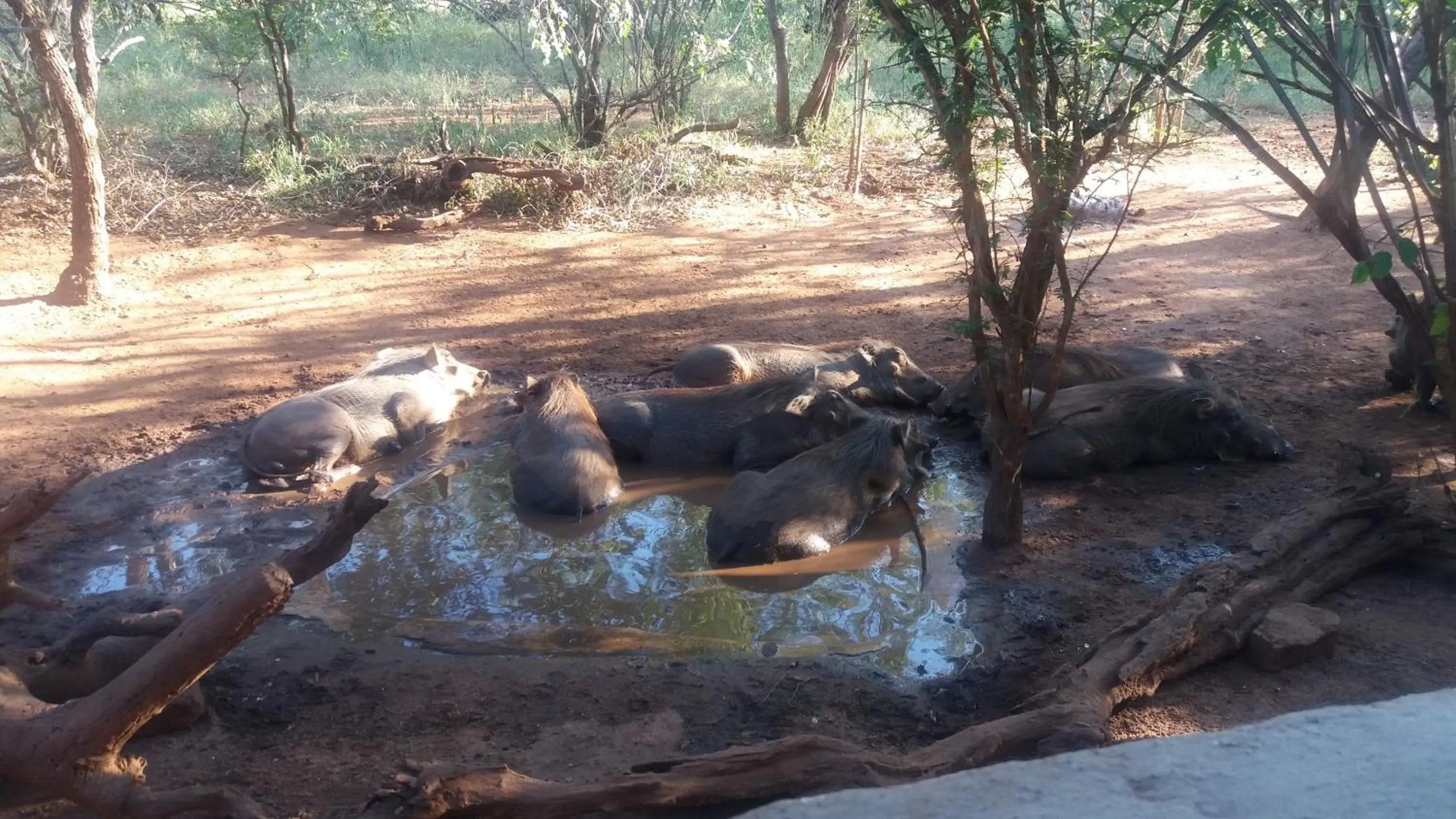 Animals in Aloes Bush Stay