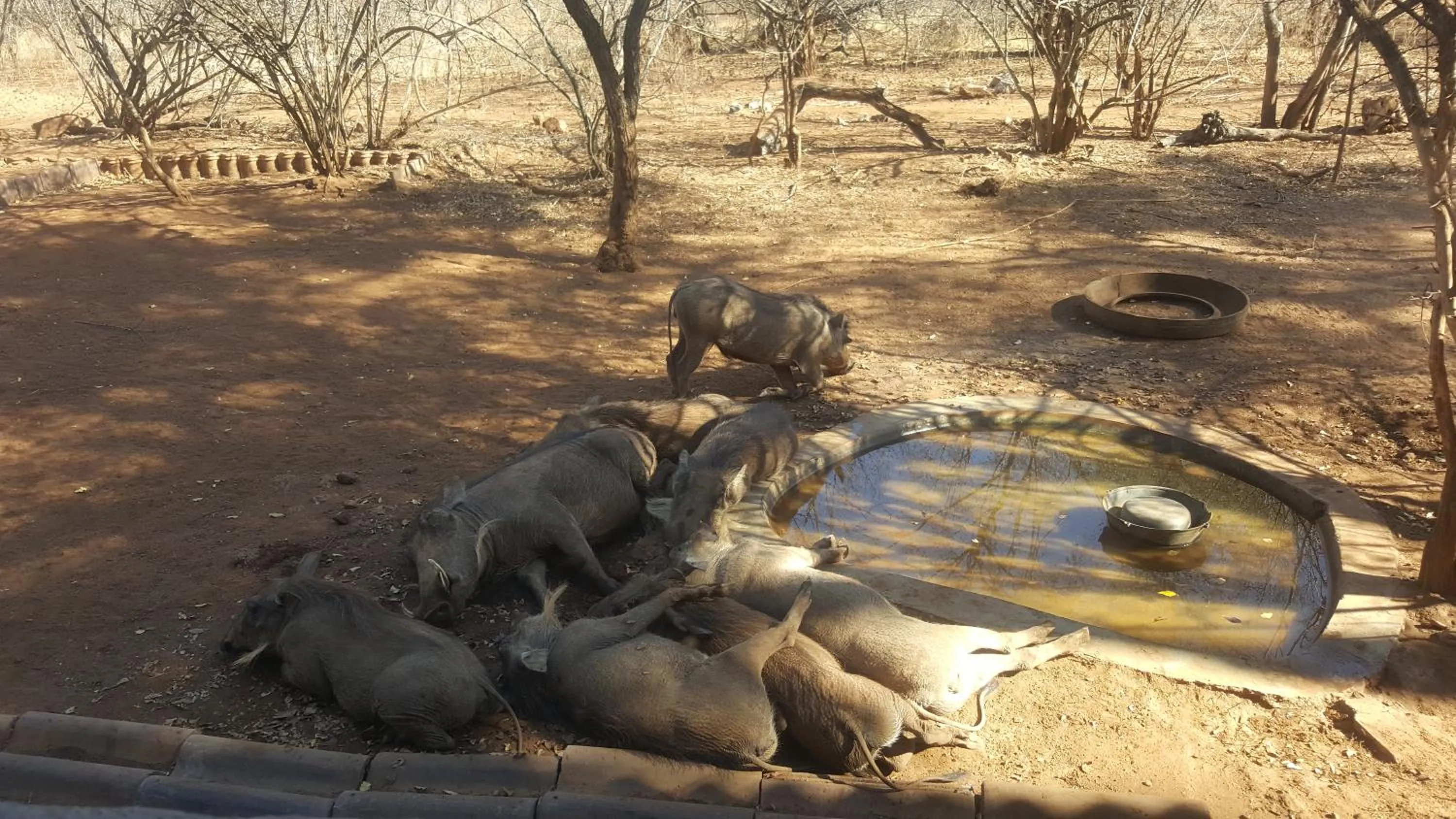 Animals in Aloes Bush Stay
