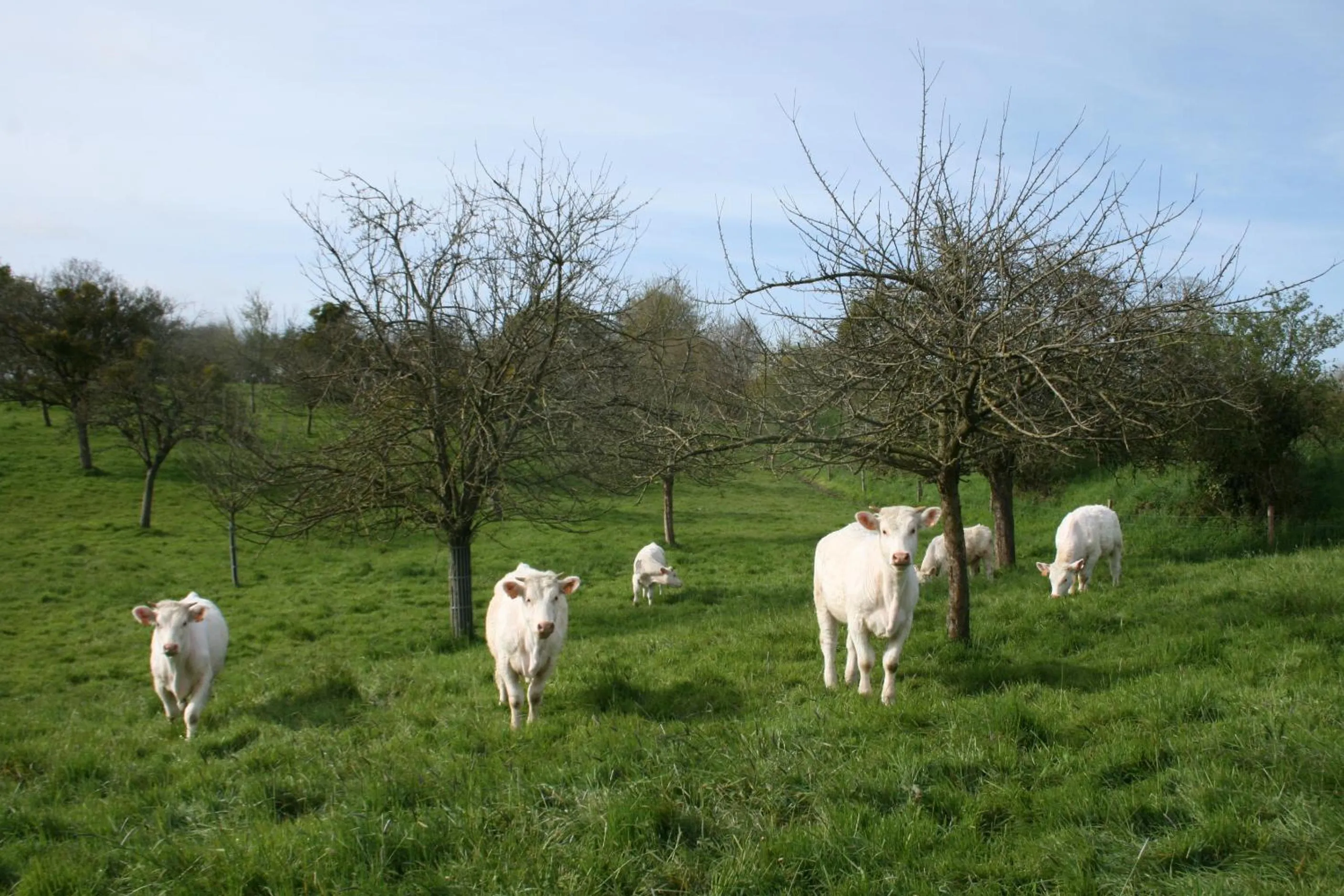 Animals in Chateau de Canisy