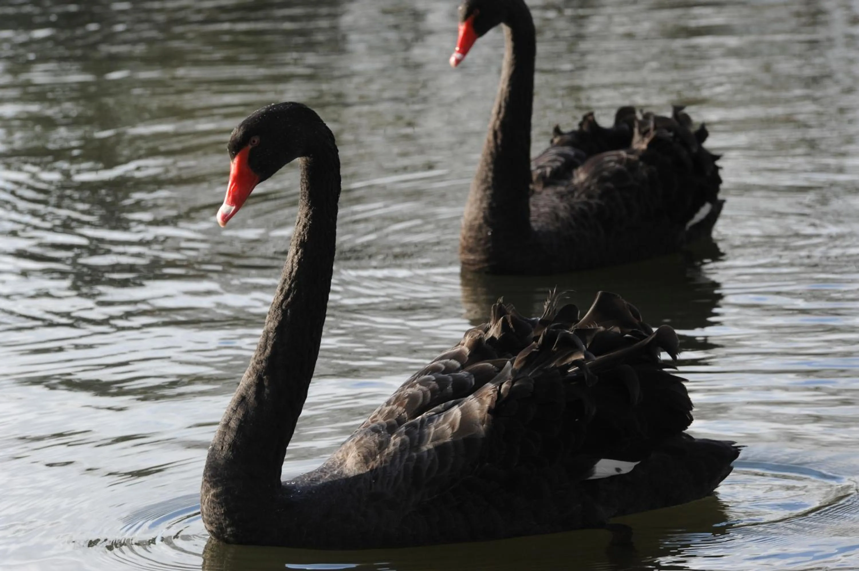 Animals in Chateau de Canisy