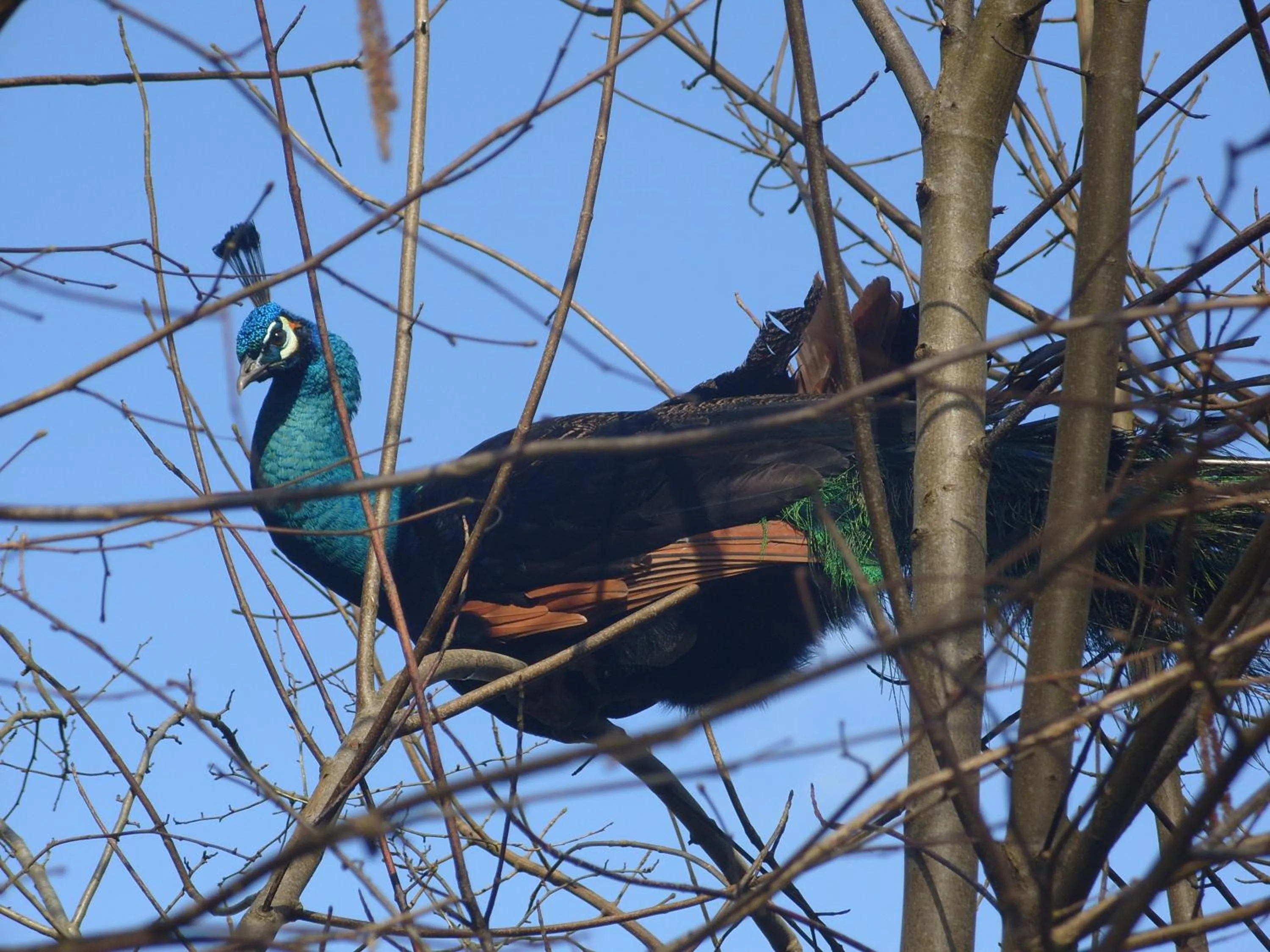 Animals in Chateau de Canisy