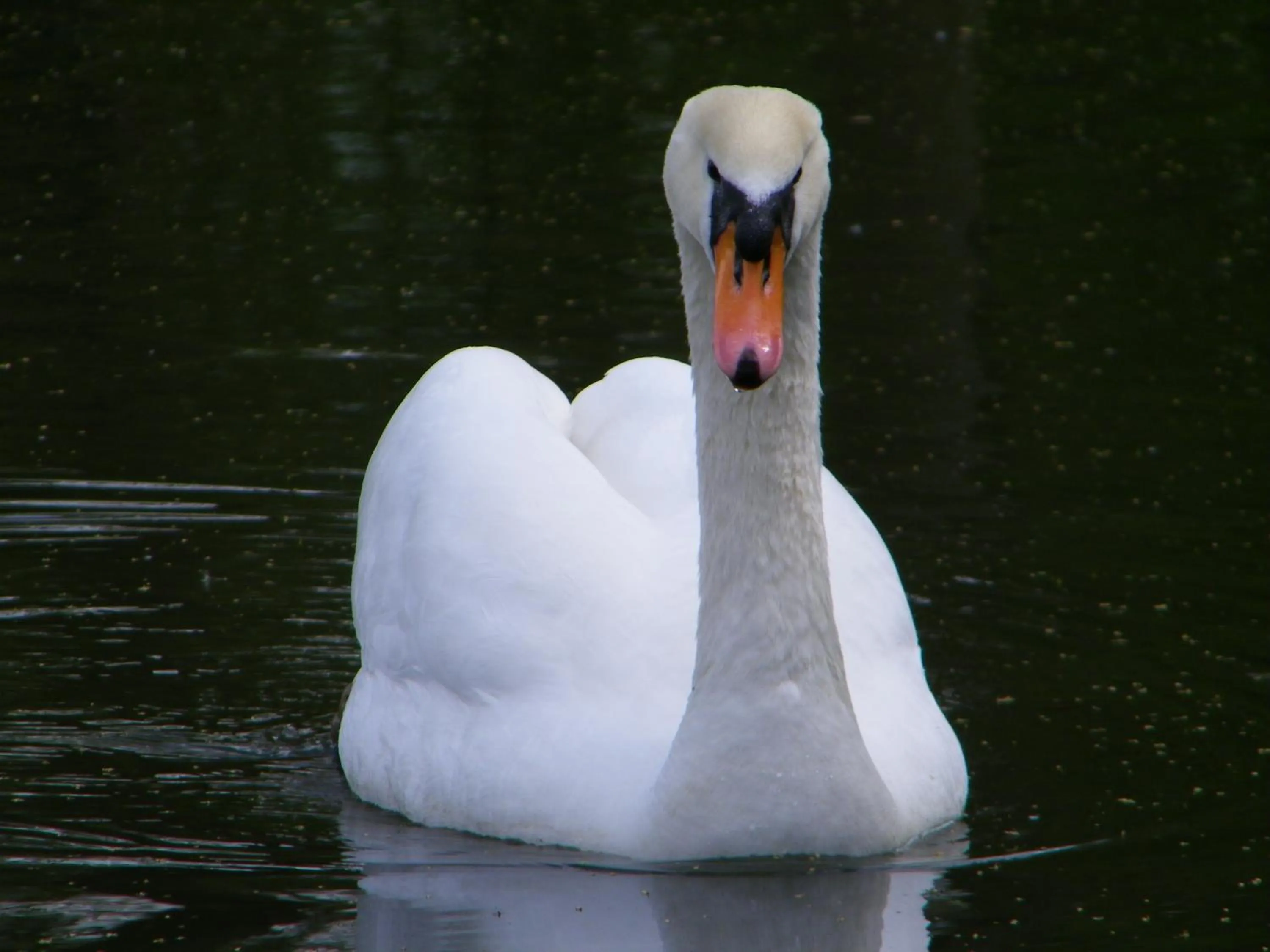 Animals in Chateau de Canisy