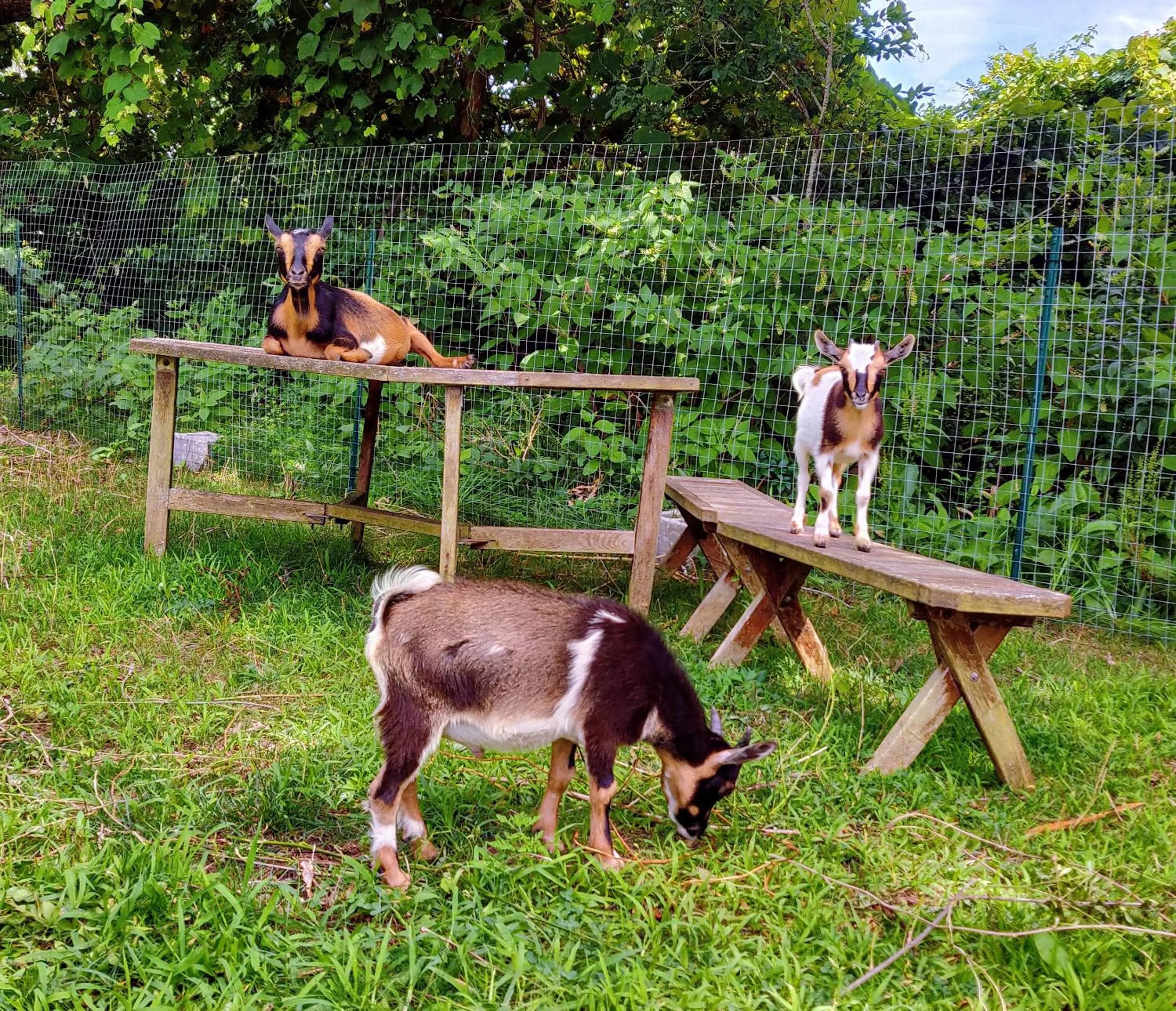 Animals in Sesuit Harbor House