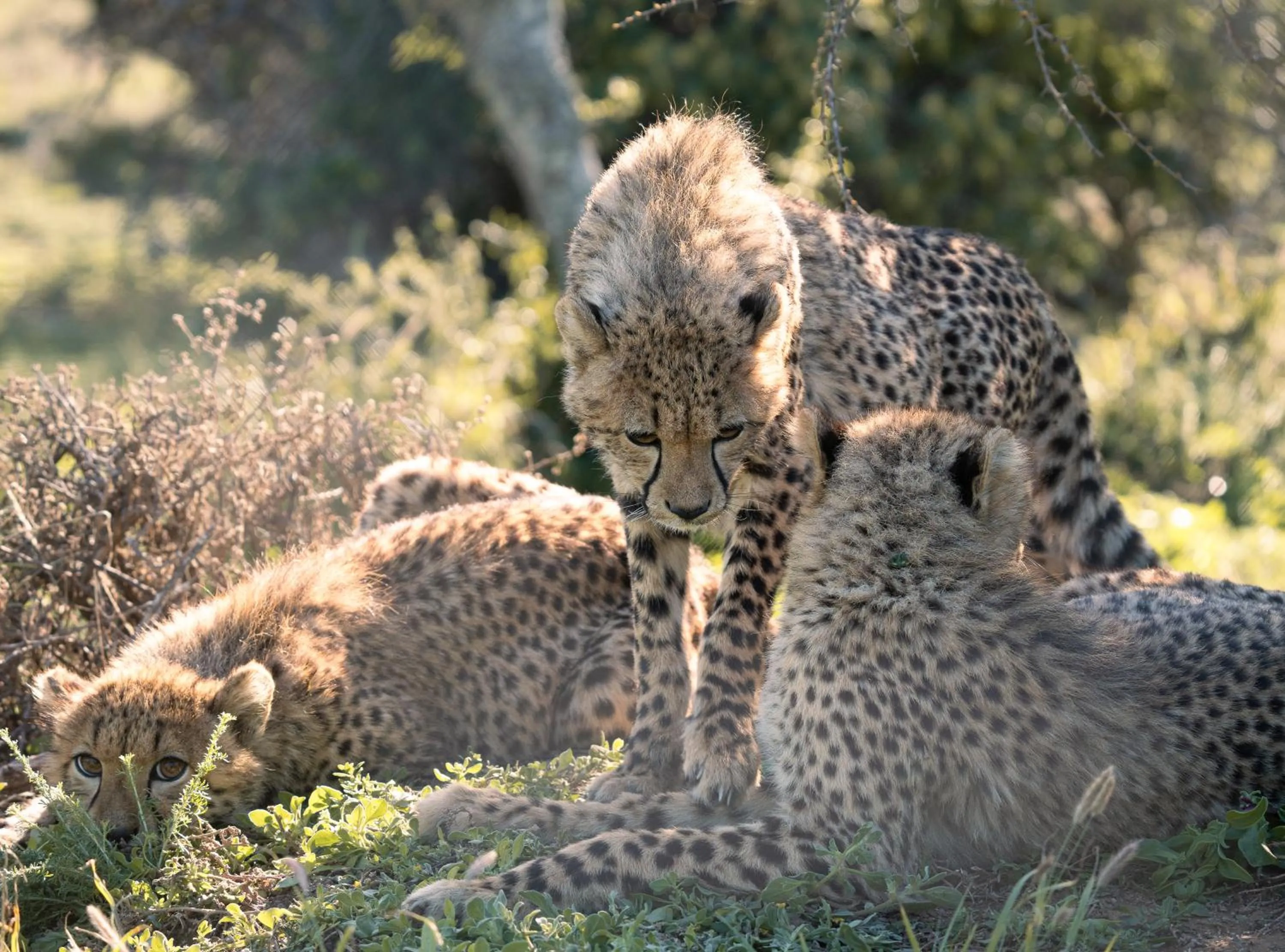 Animals in Kuzuko Lodge