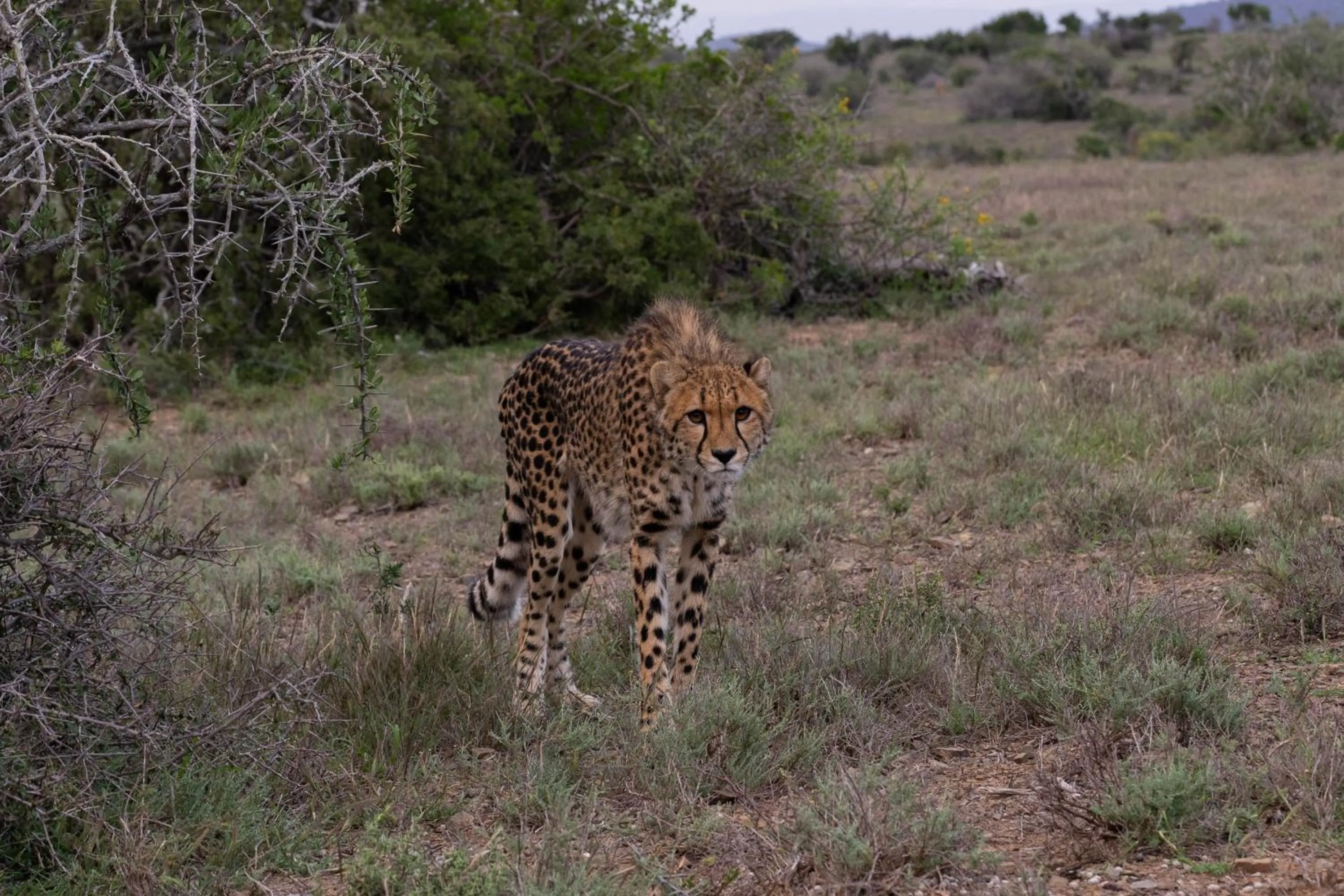 Natural landscape in Kuzuko Lodge