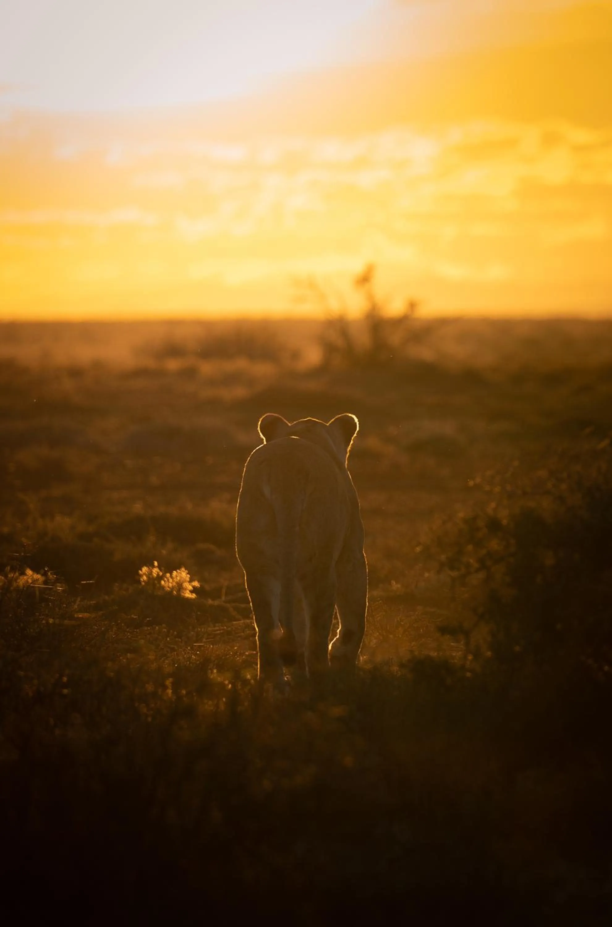 Animals in Kuzuko Lodge