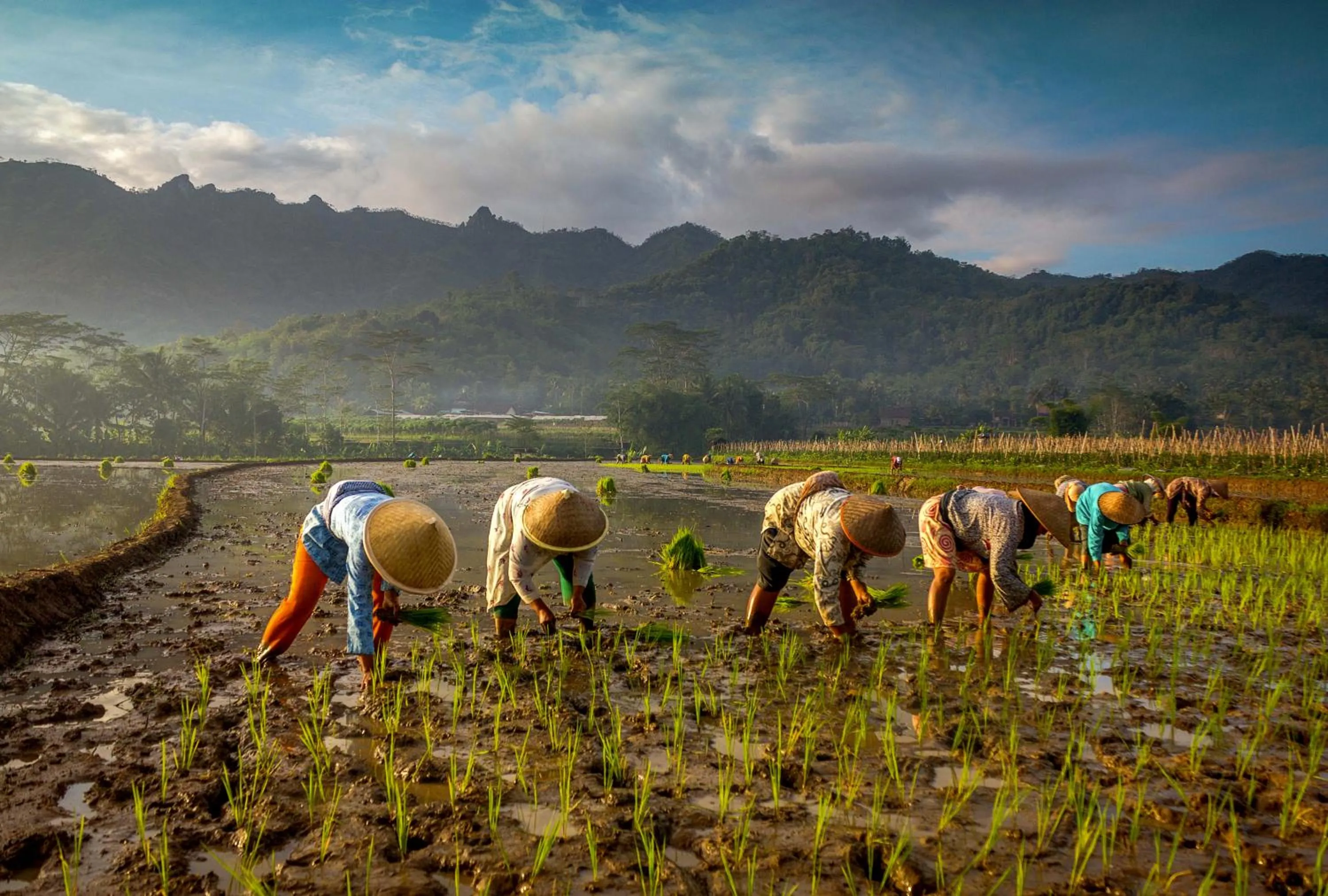 Other in The Omah Borobudur
