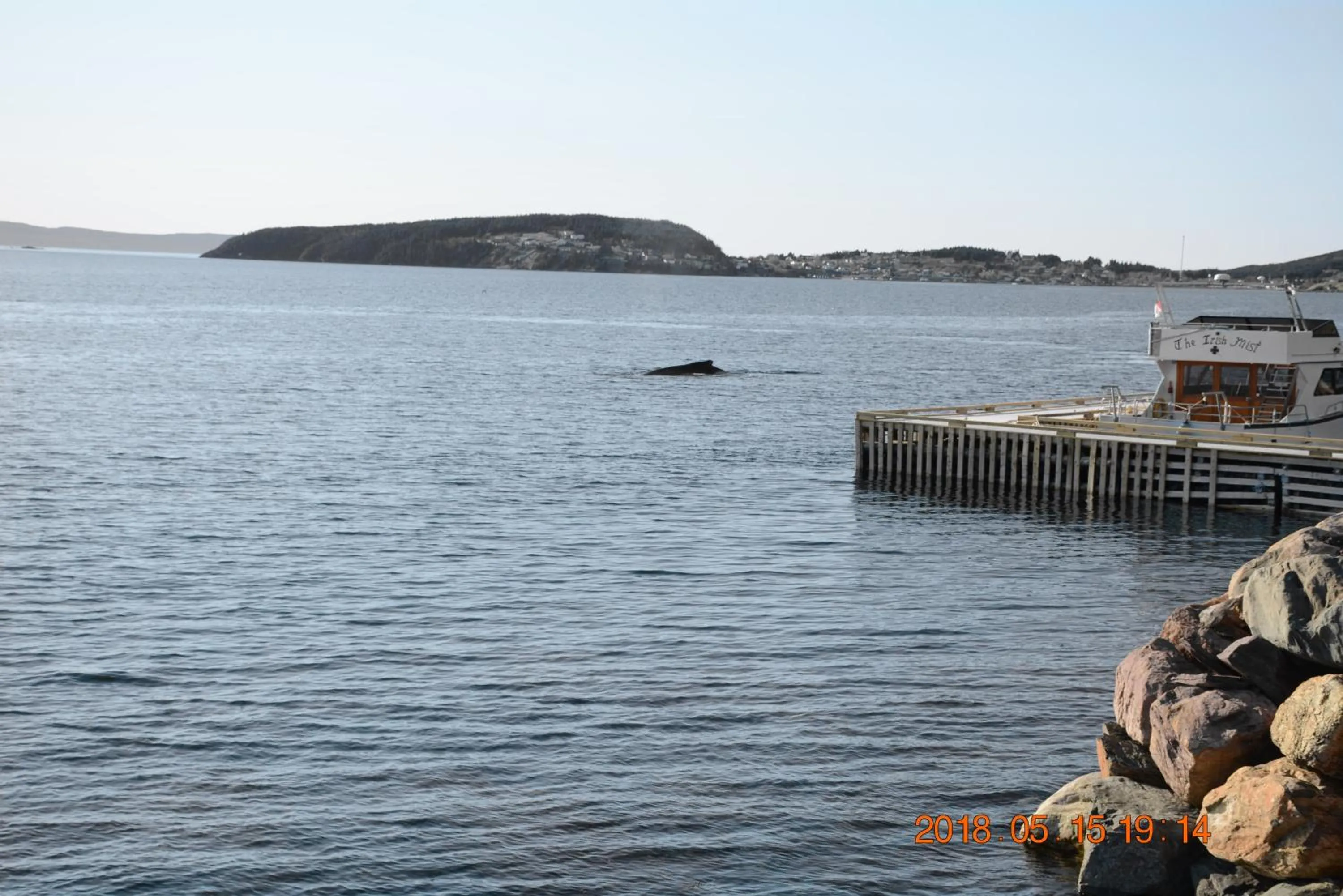 Animals in Dildo Boathouse Inn