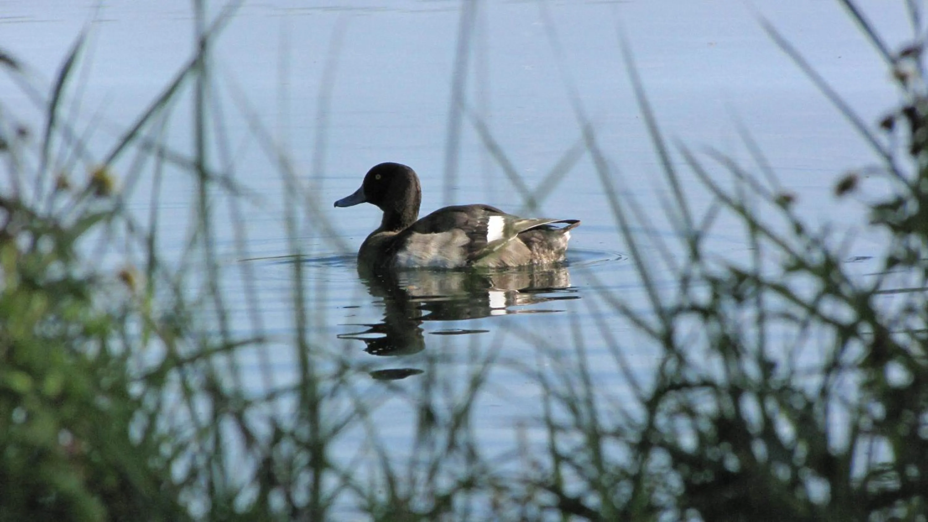 Garden in Hotel Le Caballin