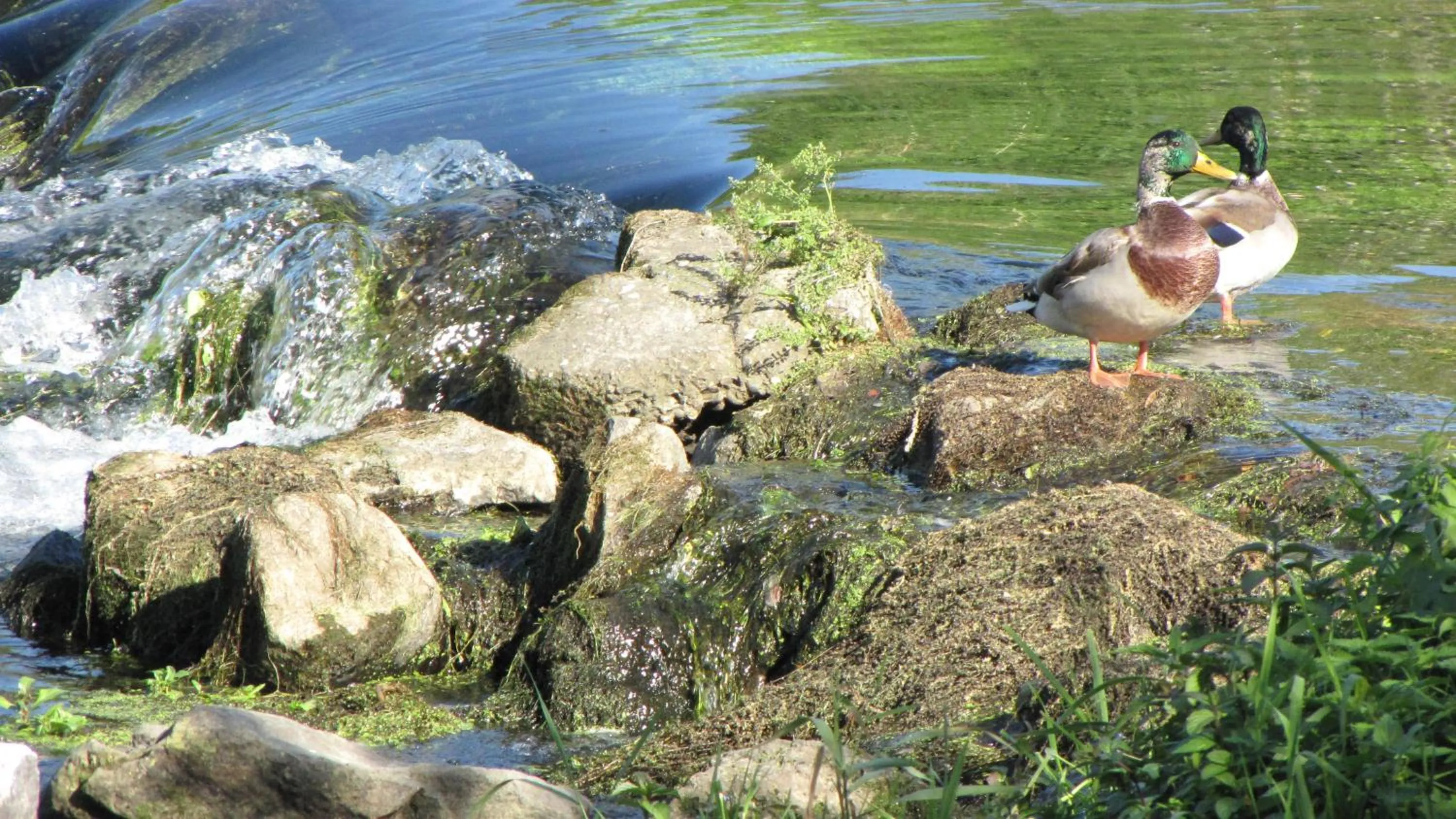 Garden in Hotel Le Caballin