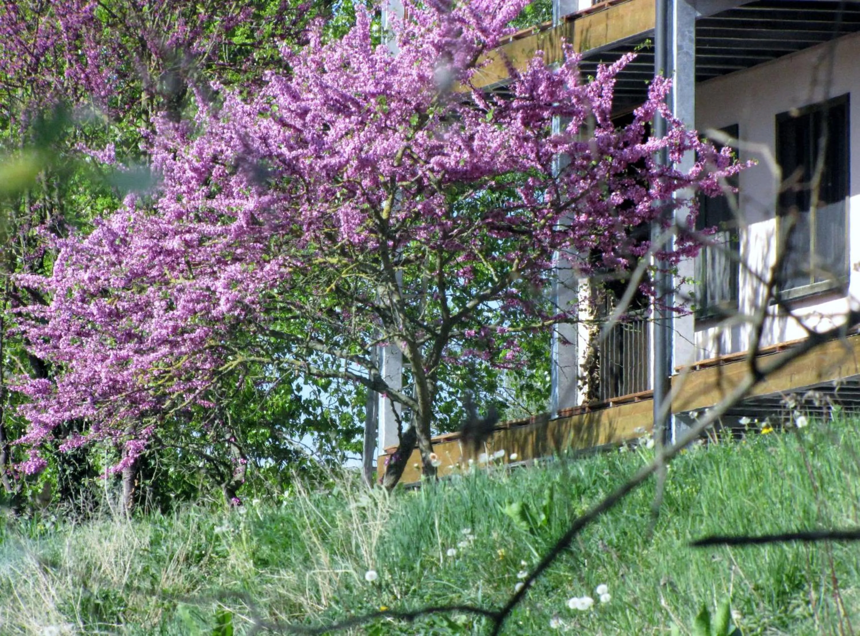 Garden in Hotel Le Caballin