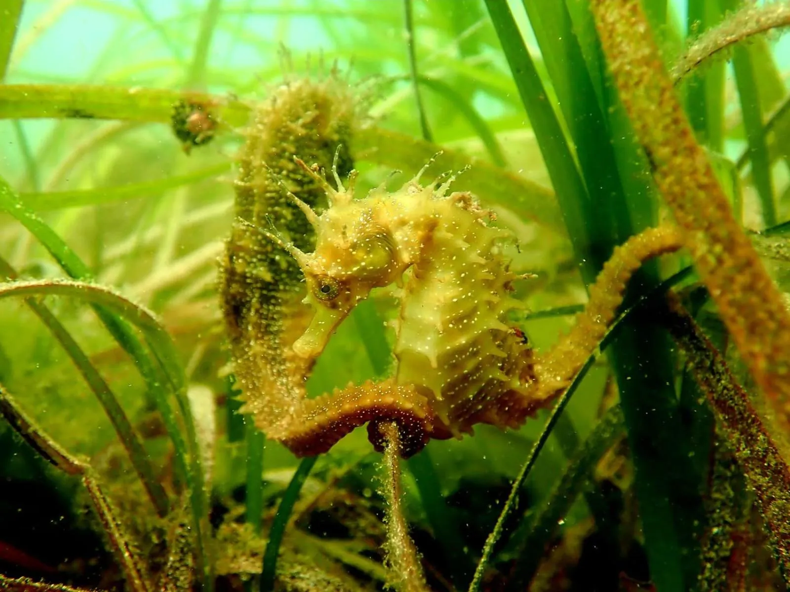 Diving in Apartamentos Ria de Aldan