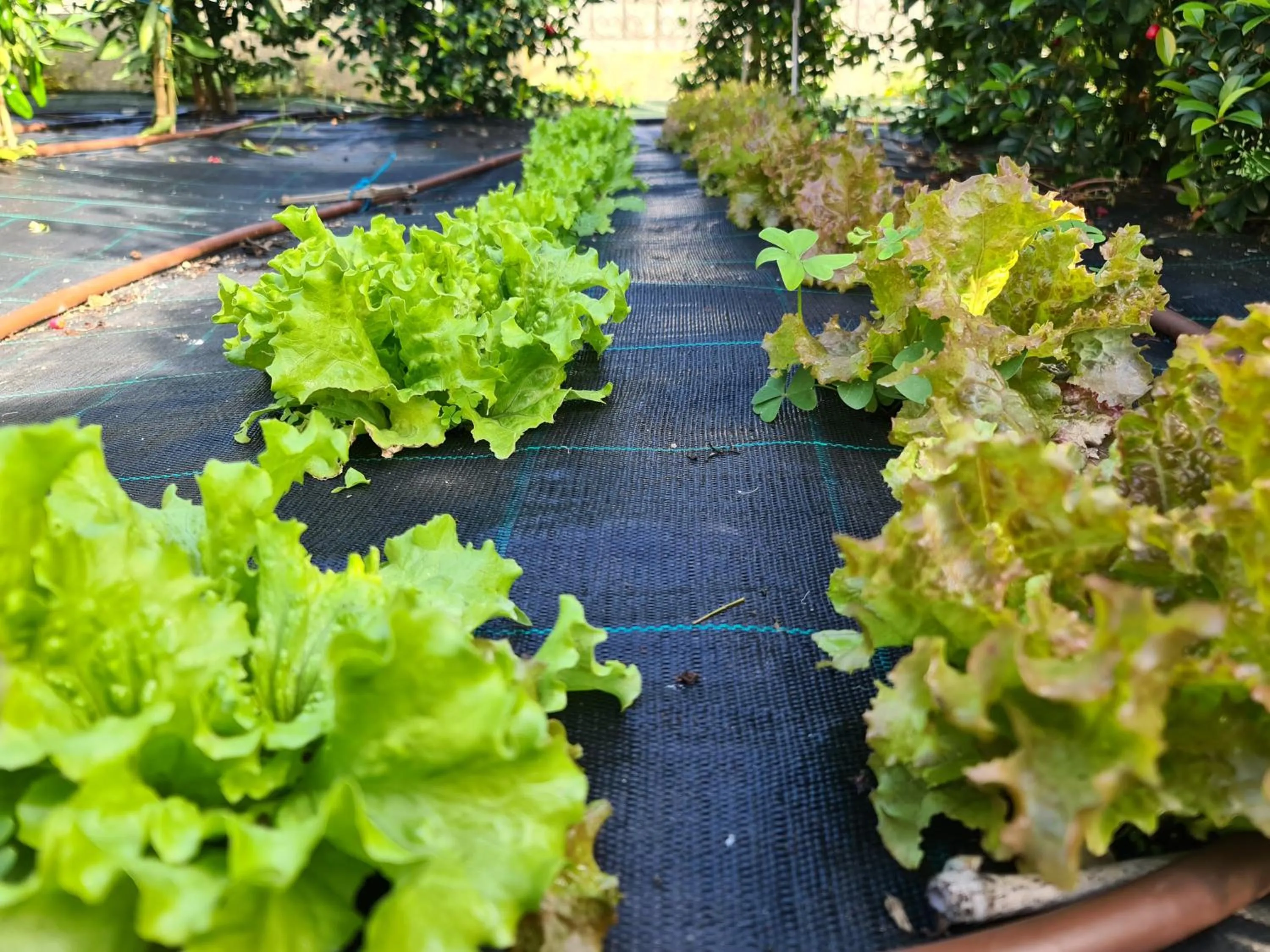 Garden in Apartamentos Ria de Aldan