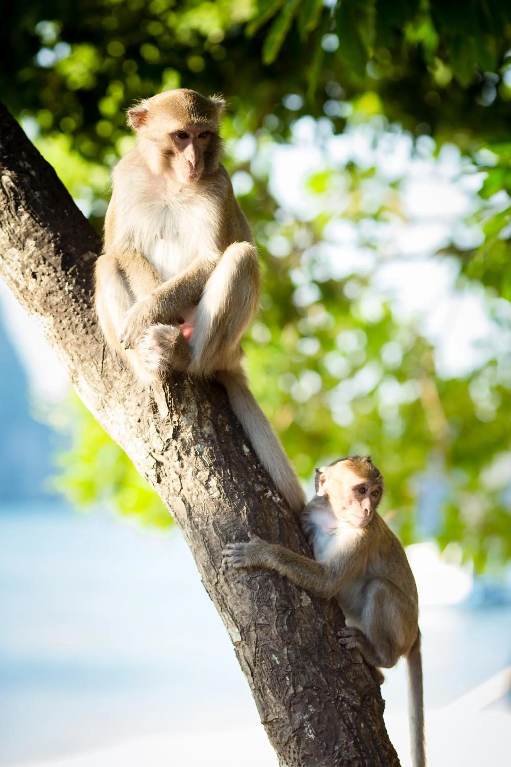 Day in Phoenix Flower Hotel