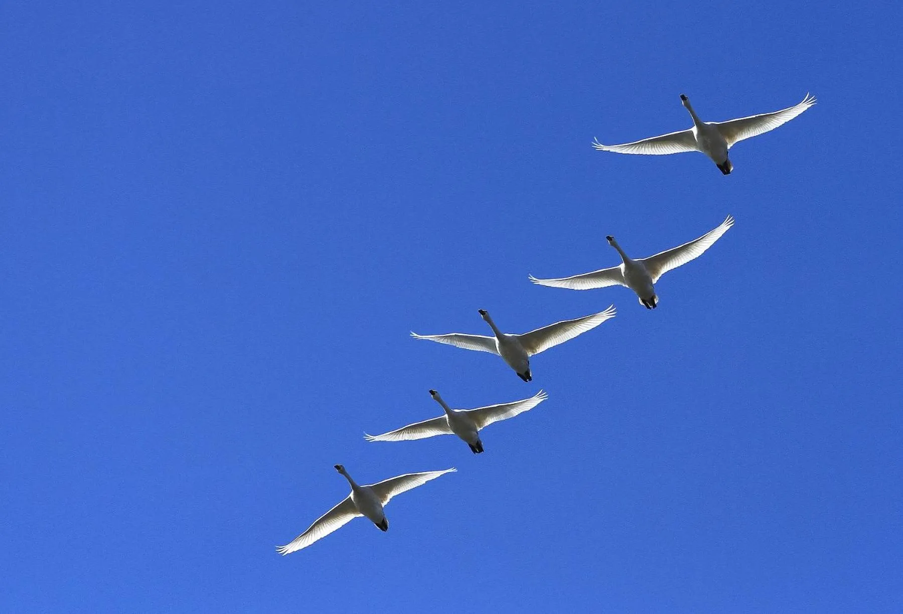 Natural landscape in Ryokan Beniayu