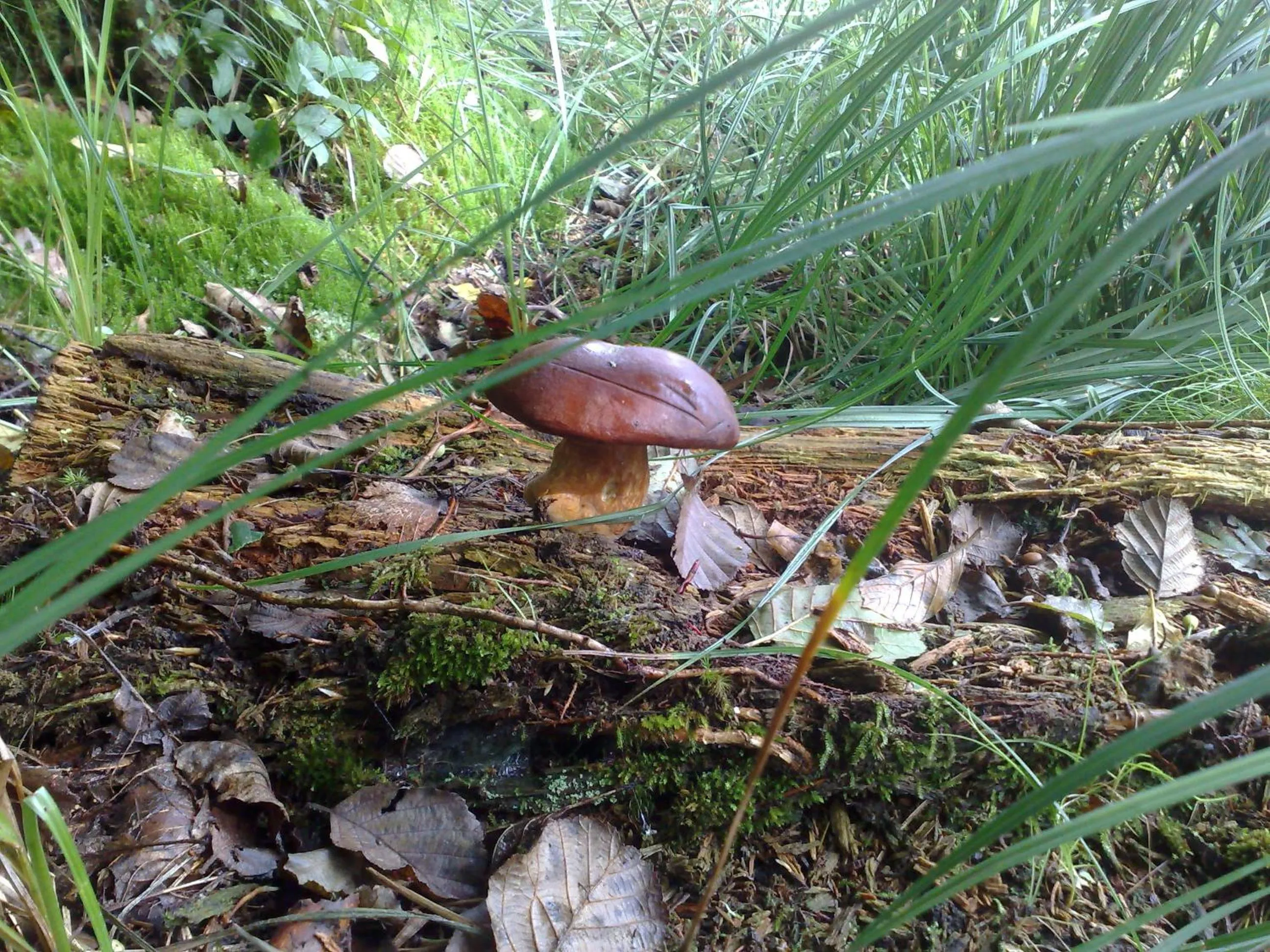 Natural landscape in Hotel Jitřenka