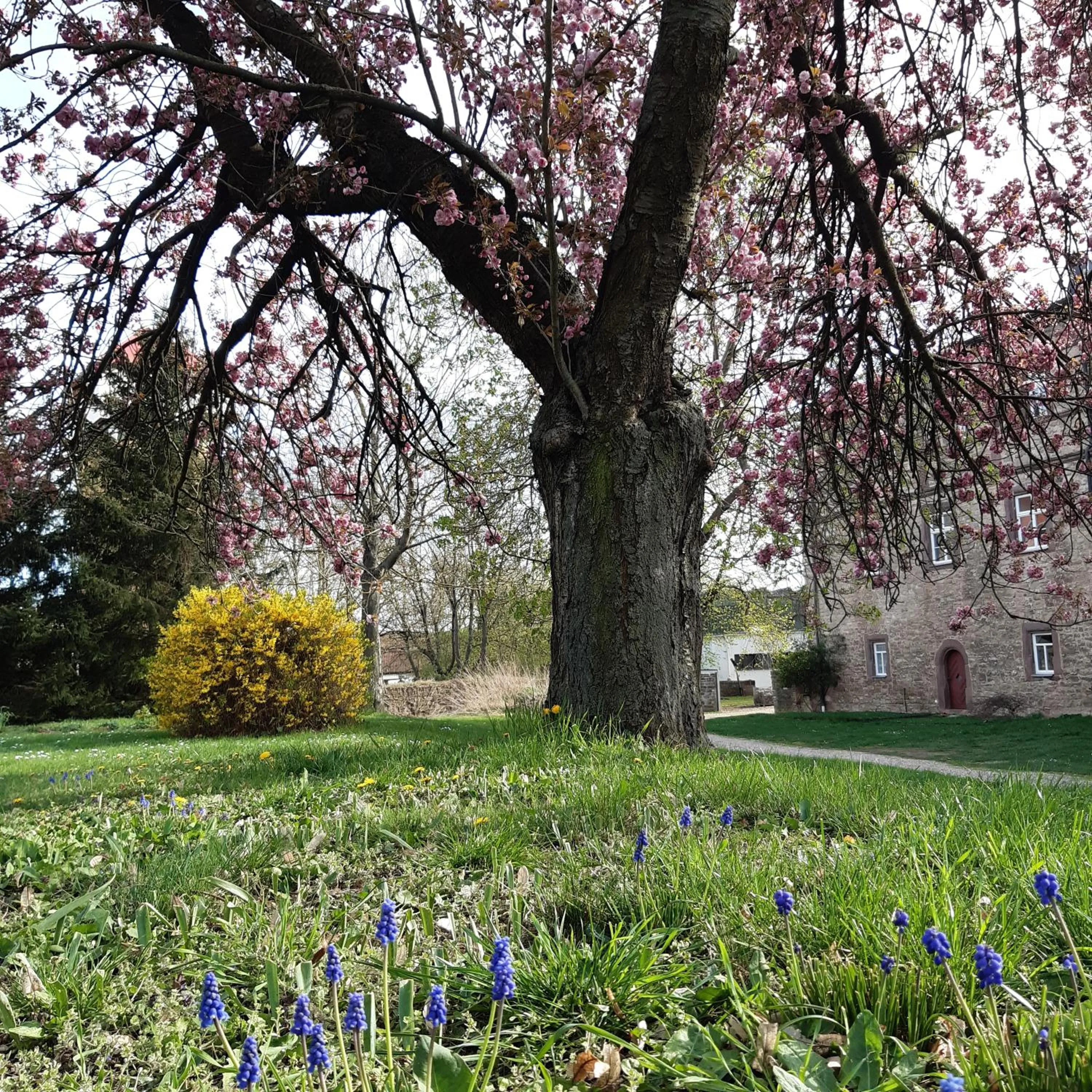 Garden in Schloss Hotel Wallhausen