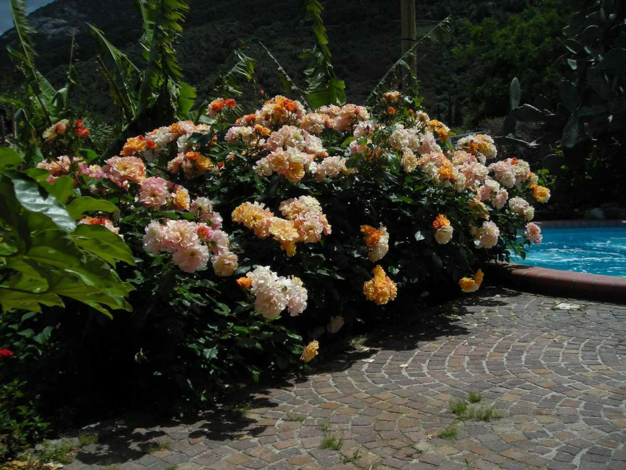 Day in Hotel Gallo Nero