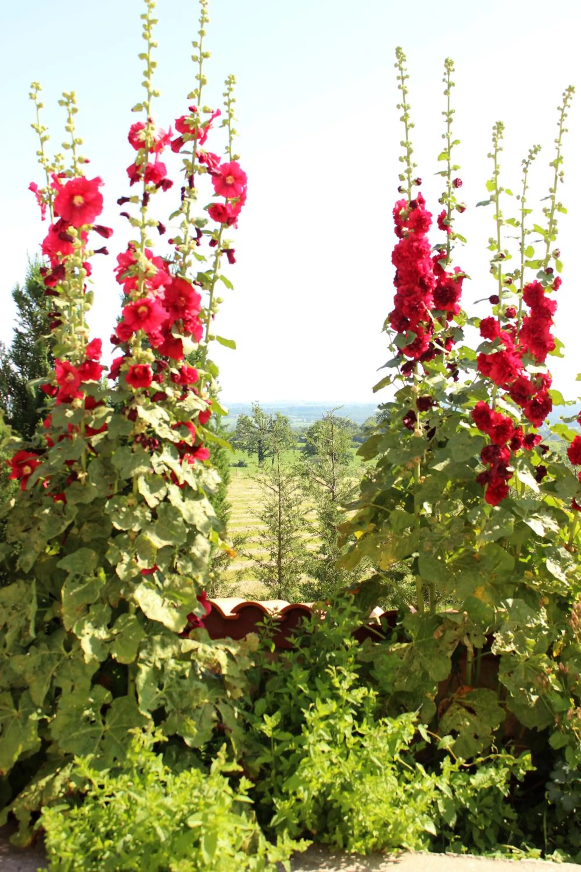 Summer in Le Clos des Malézolles