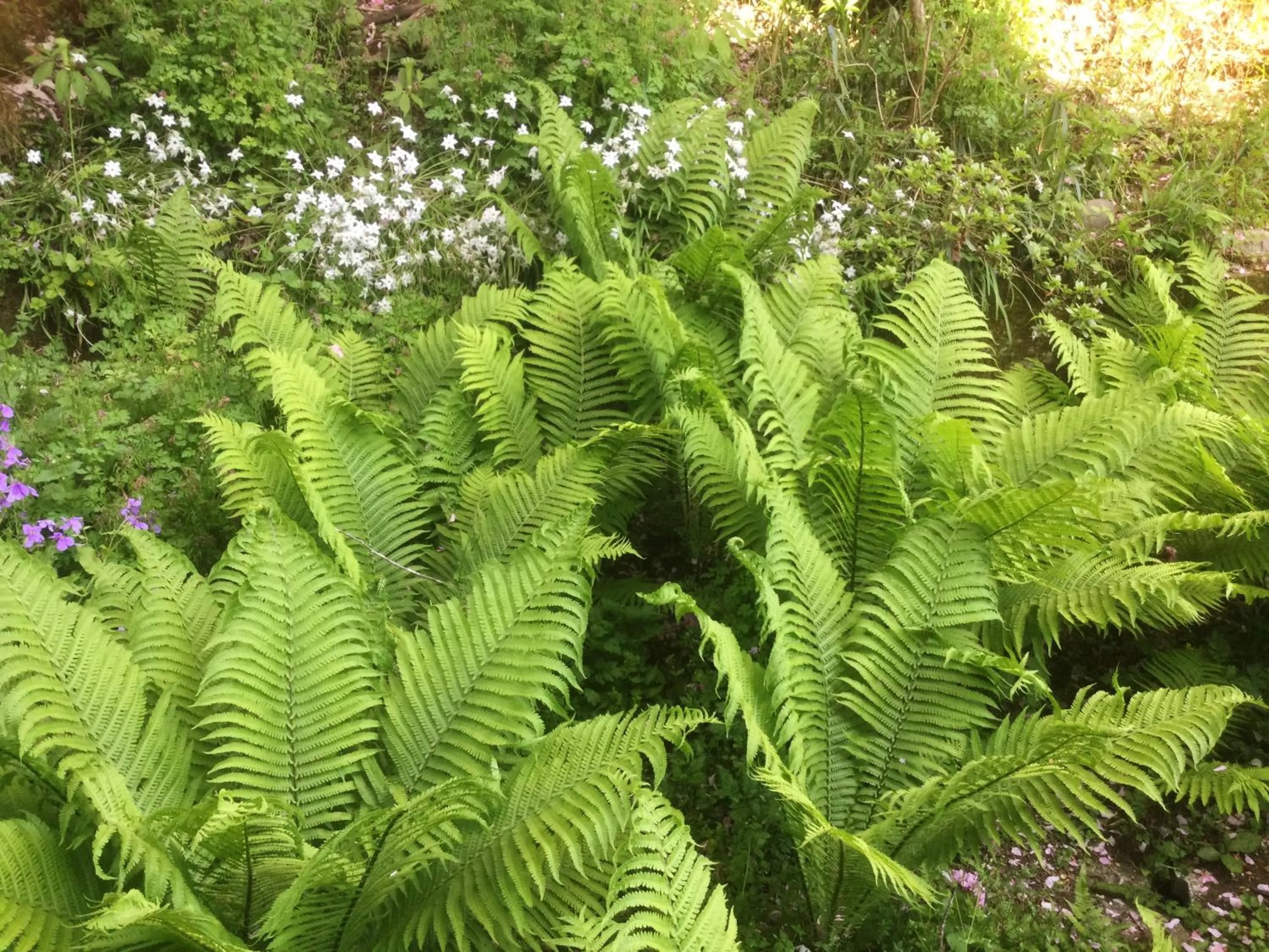 Garden in Morino Garden Mashiko