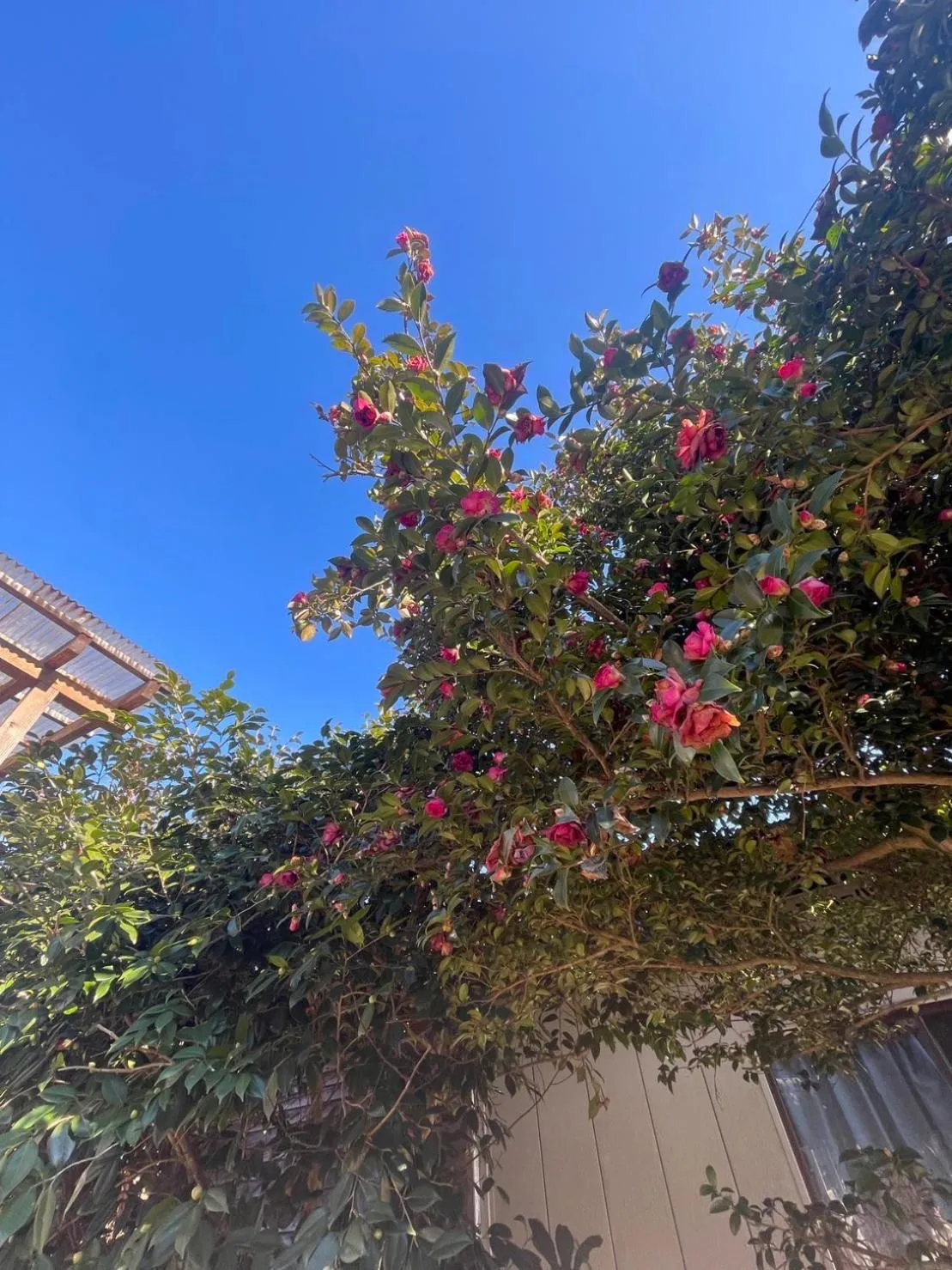 Garden in Morino Garden Mashiko