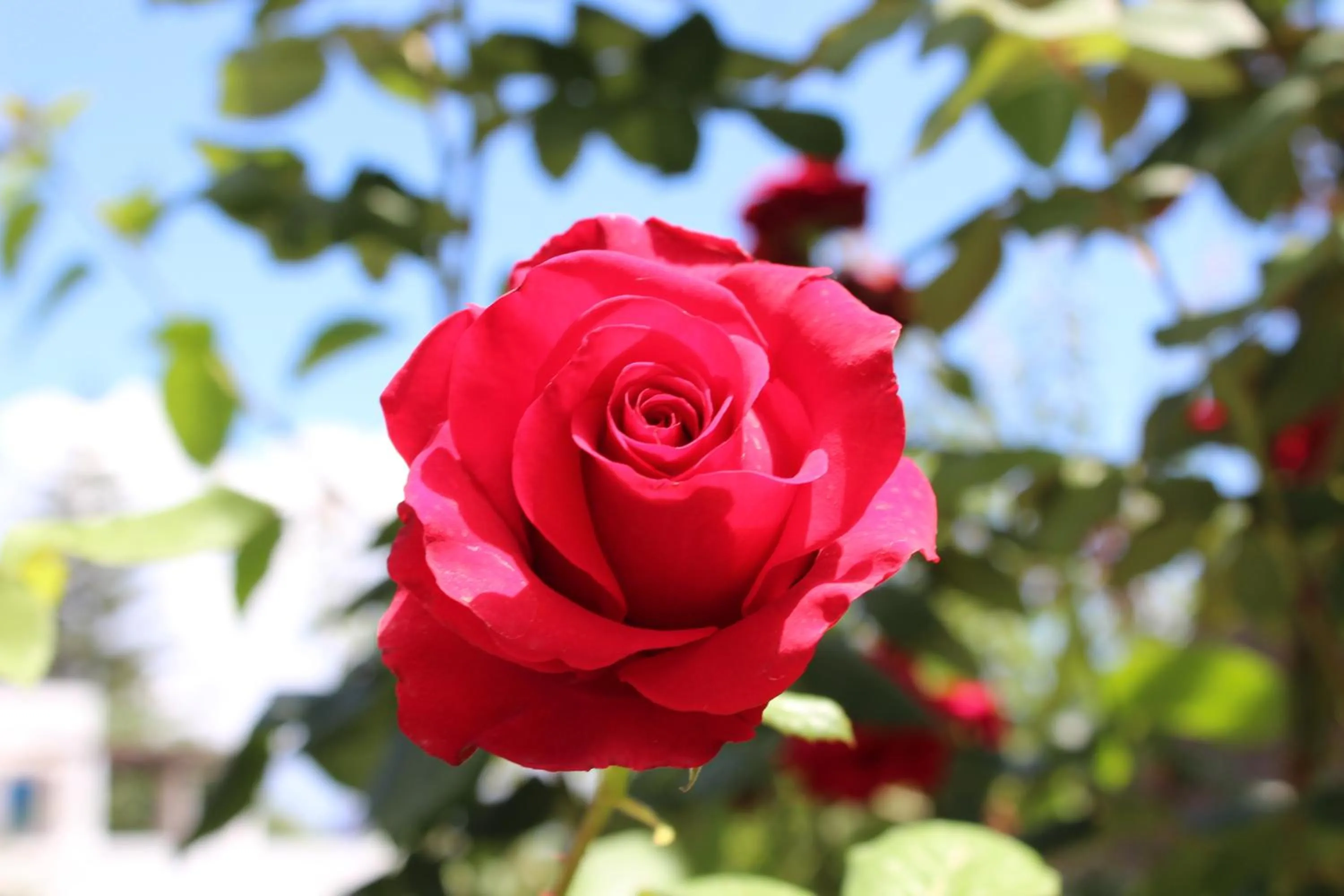 Garden in Hotel O Palmo