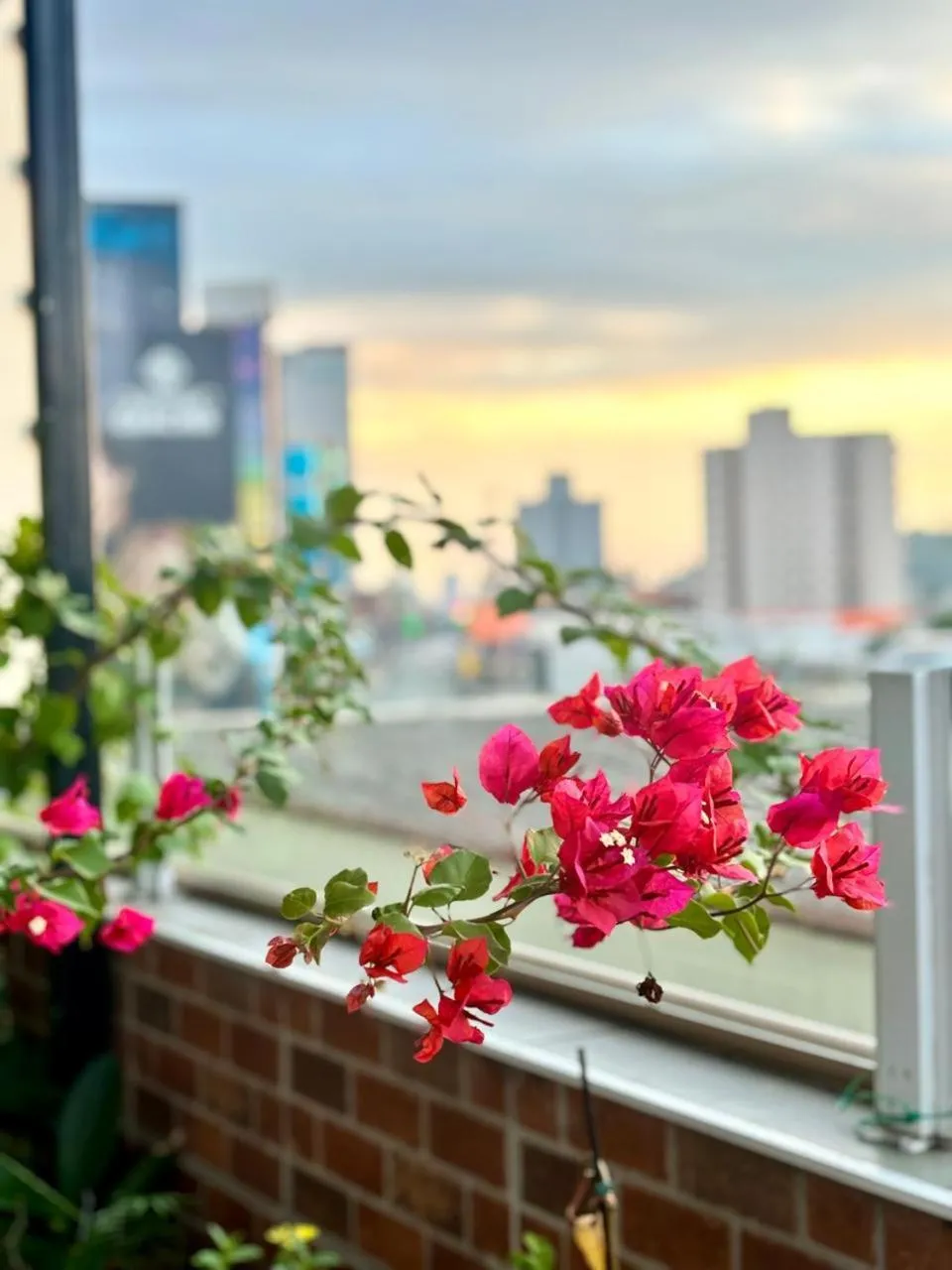 Garden in Hotelcity