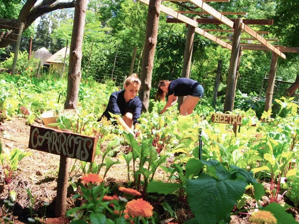 Garden in Addo African Home