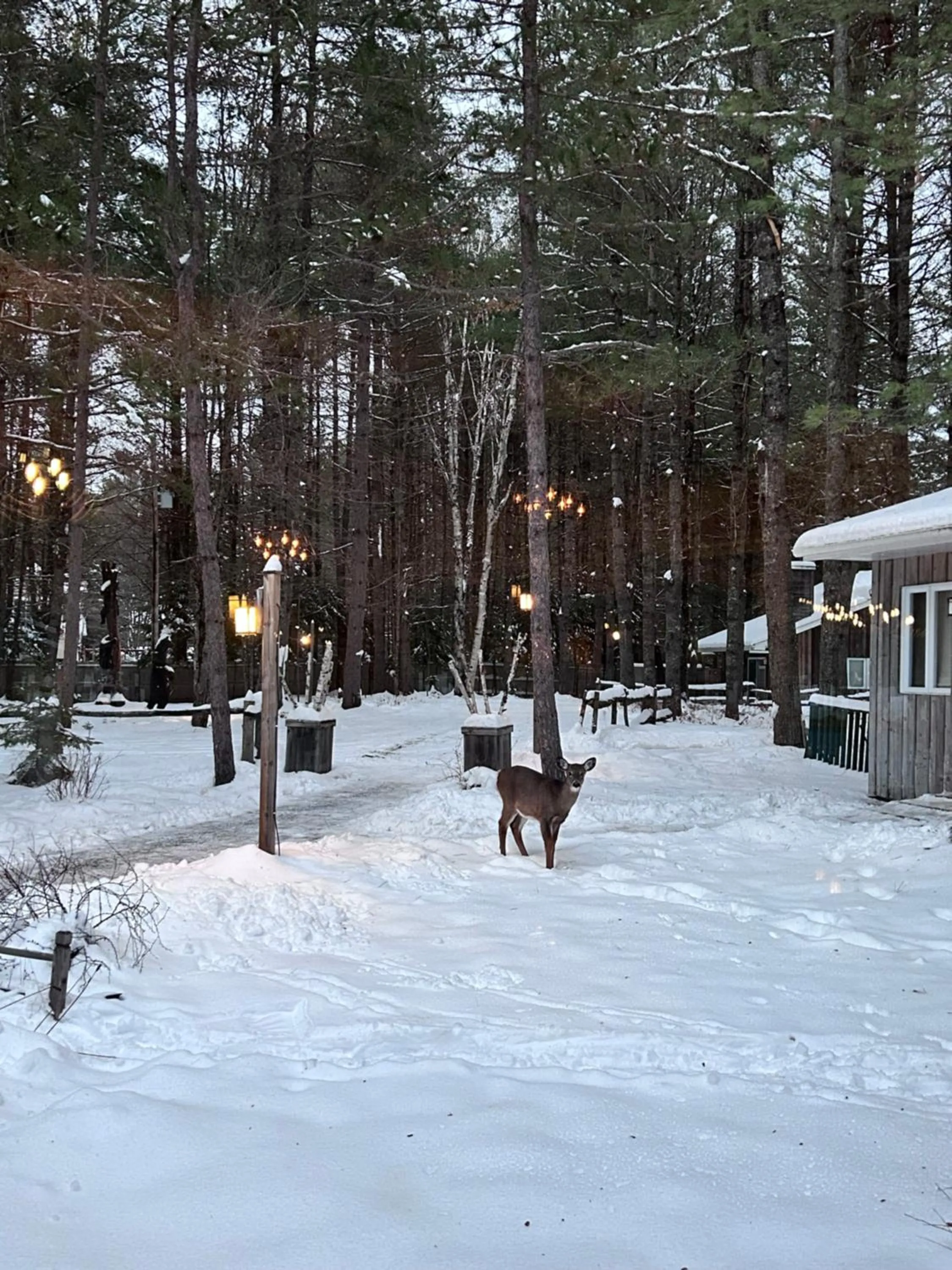 Auberge le Cosy Tremblant