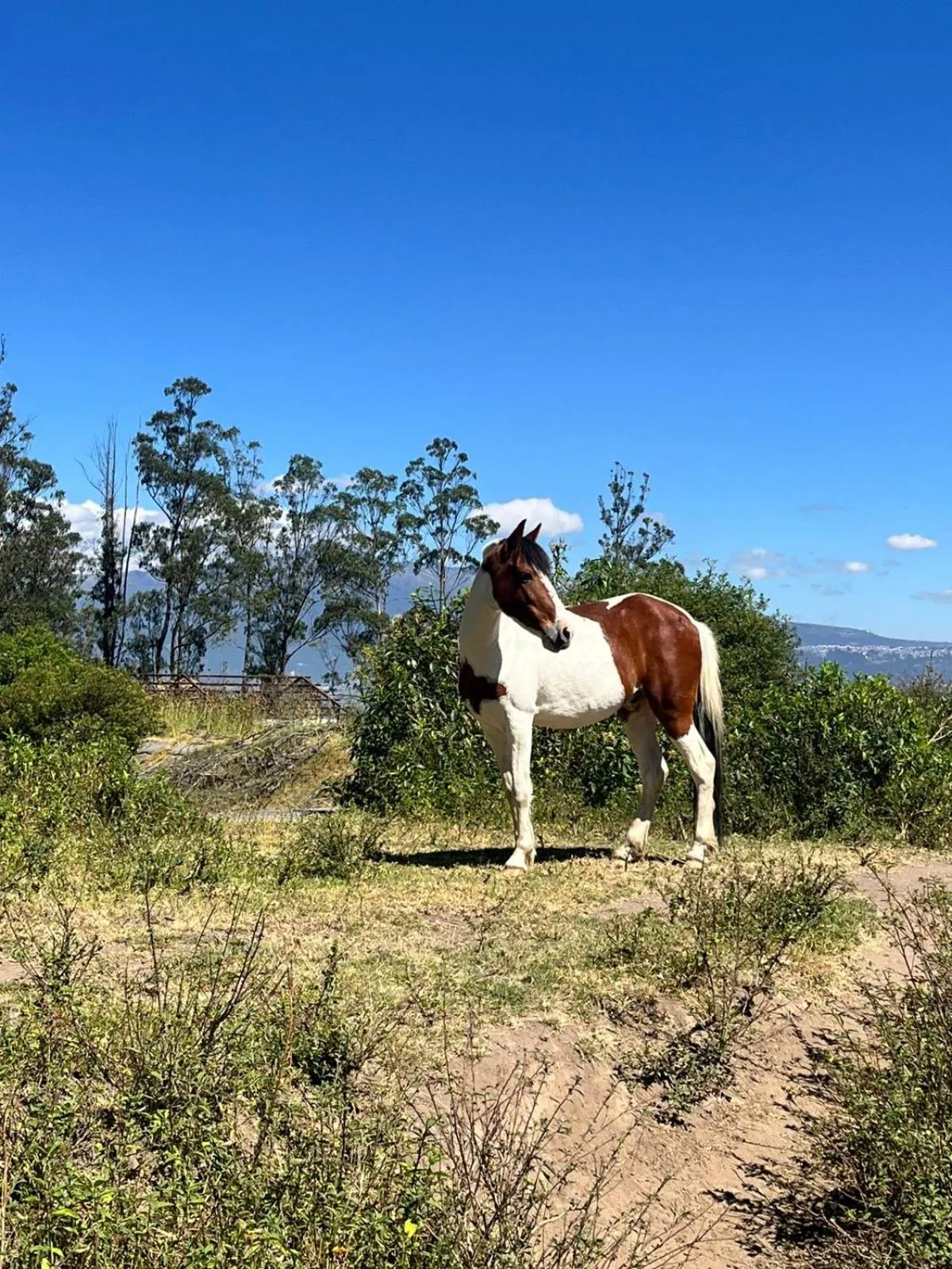 Horse-riding in Quito Airport Suites Hotel