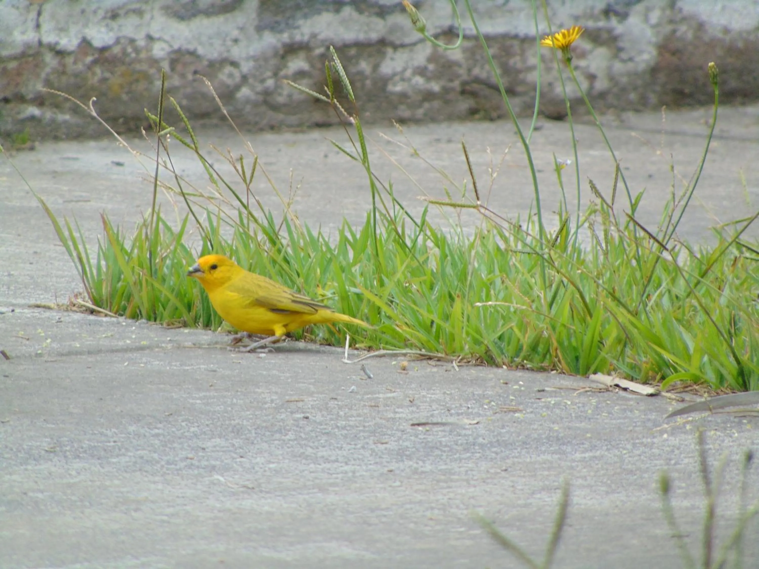 Quito Airport Suites Hotel