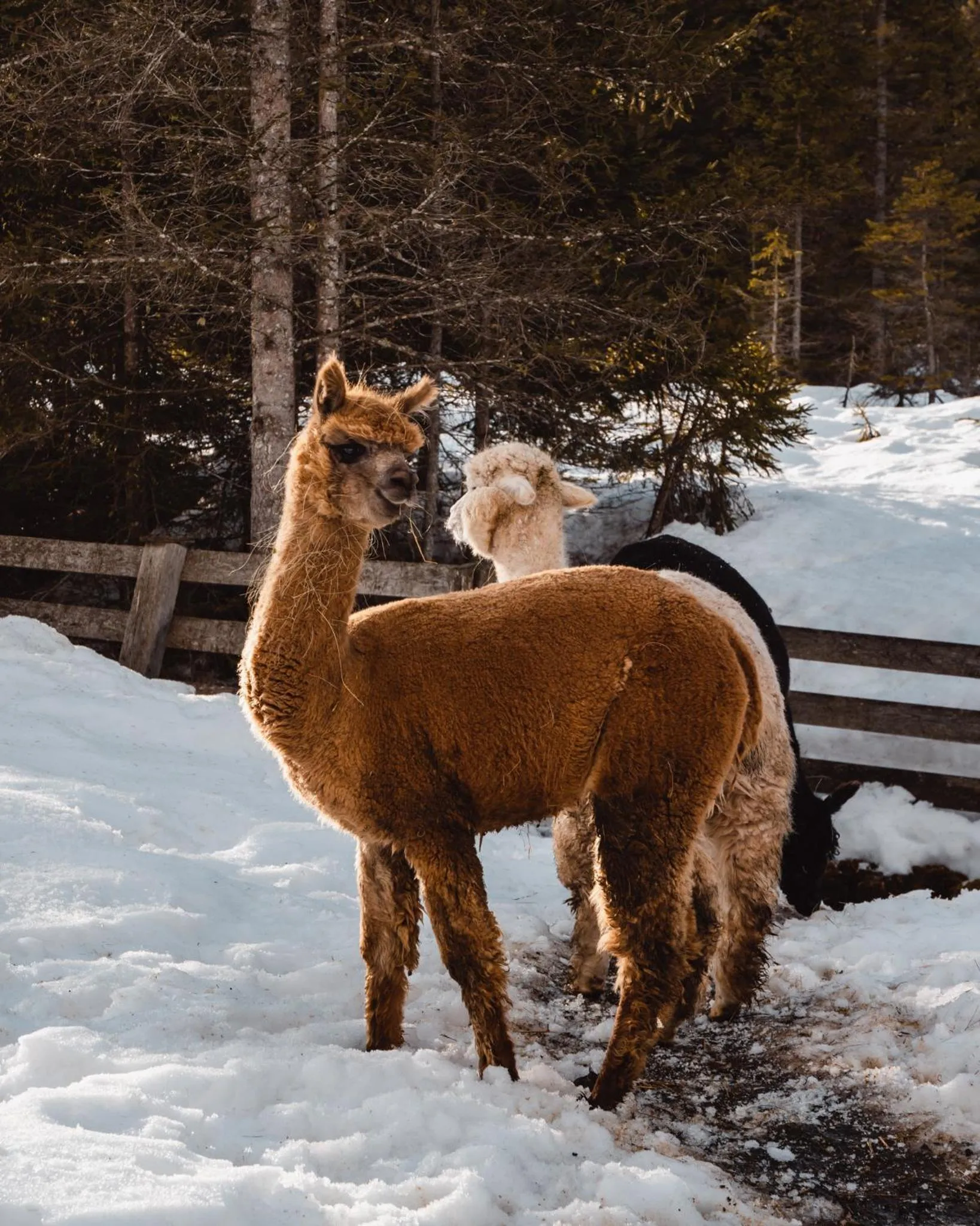 Winter in Family Resort Rainer Sexten