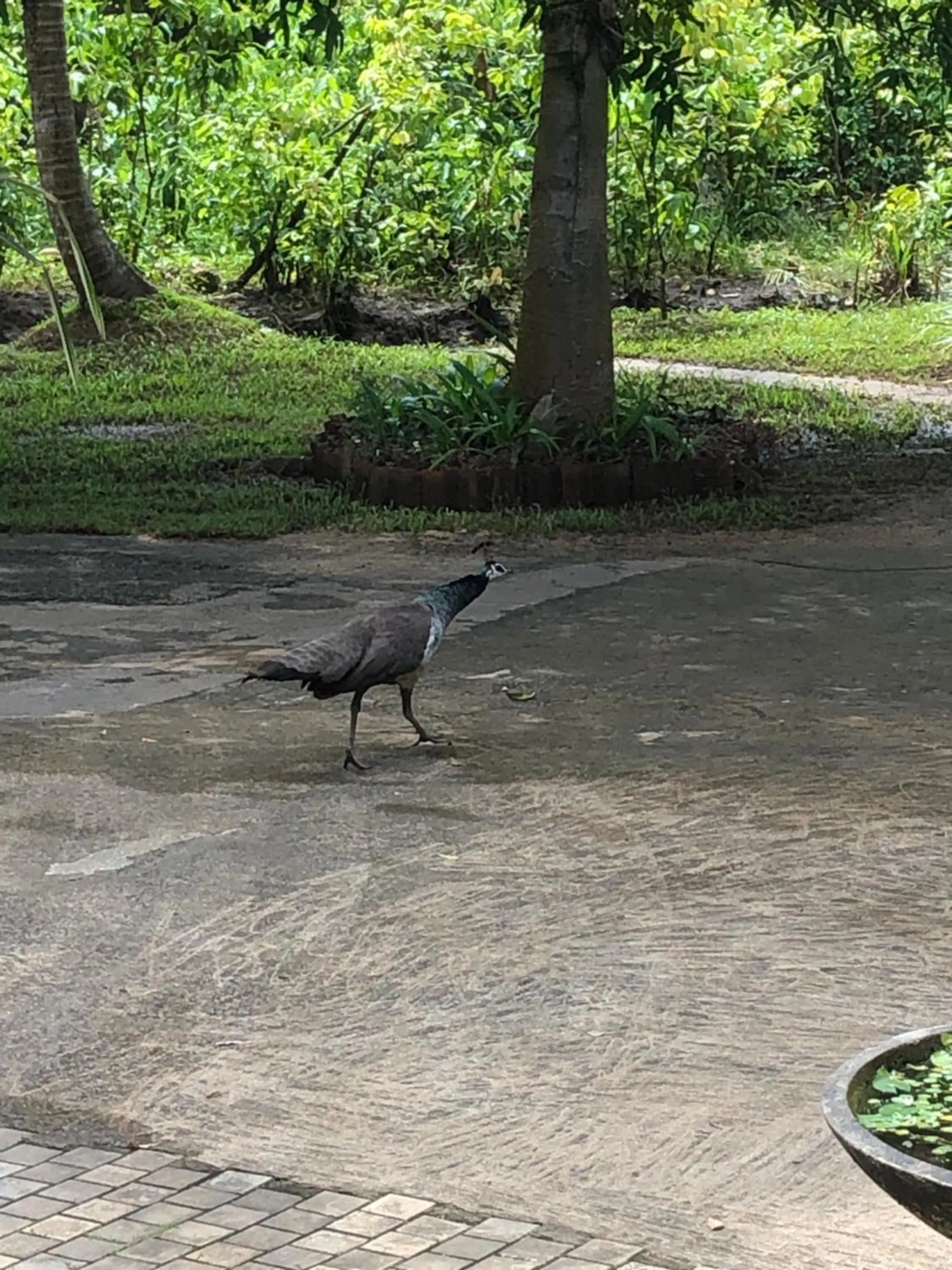Animals in Ayurveda Villa 386