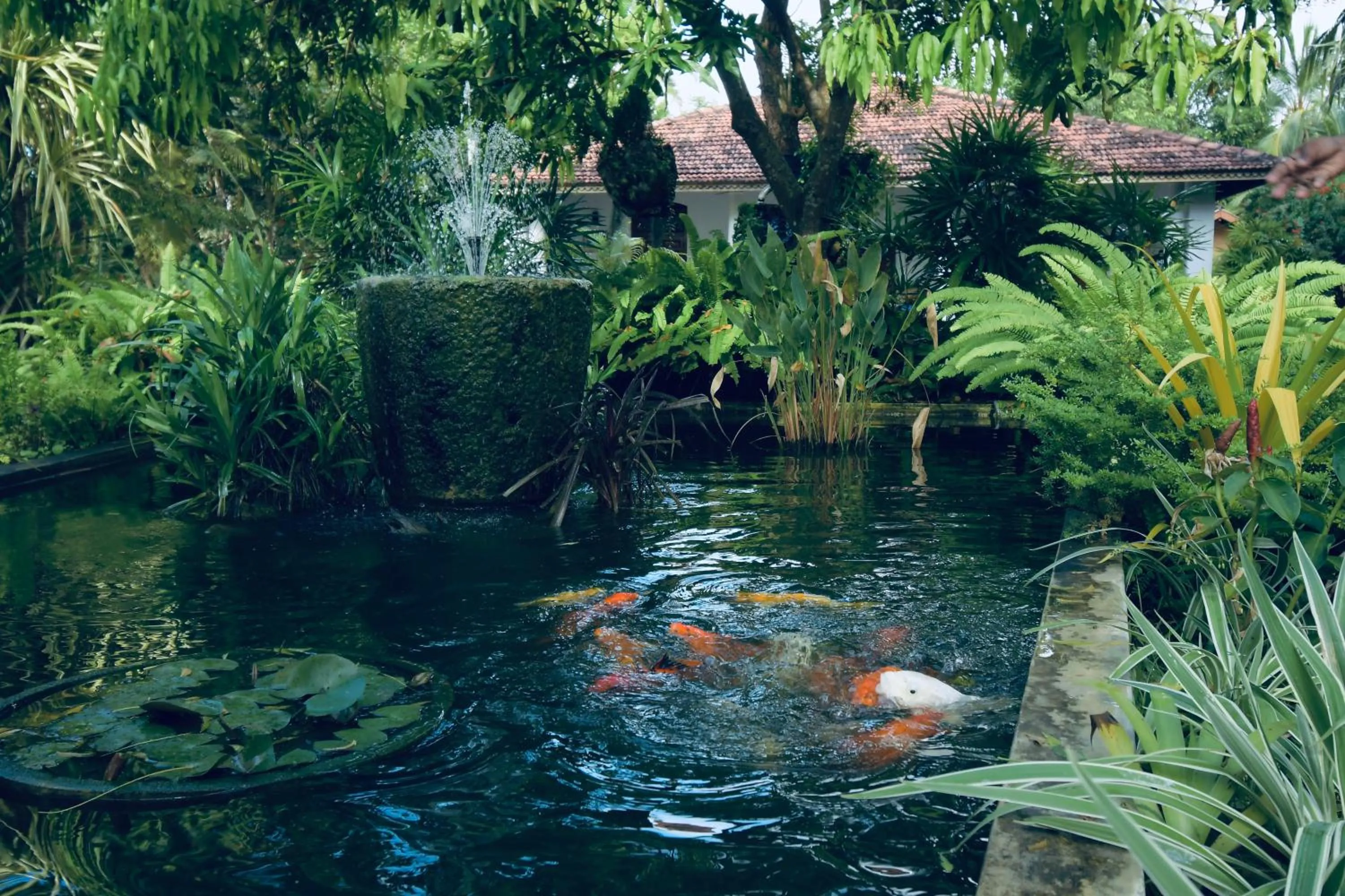 Garden in Ayurveda Villa 386