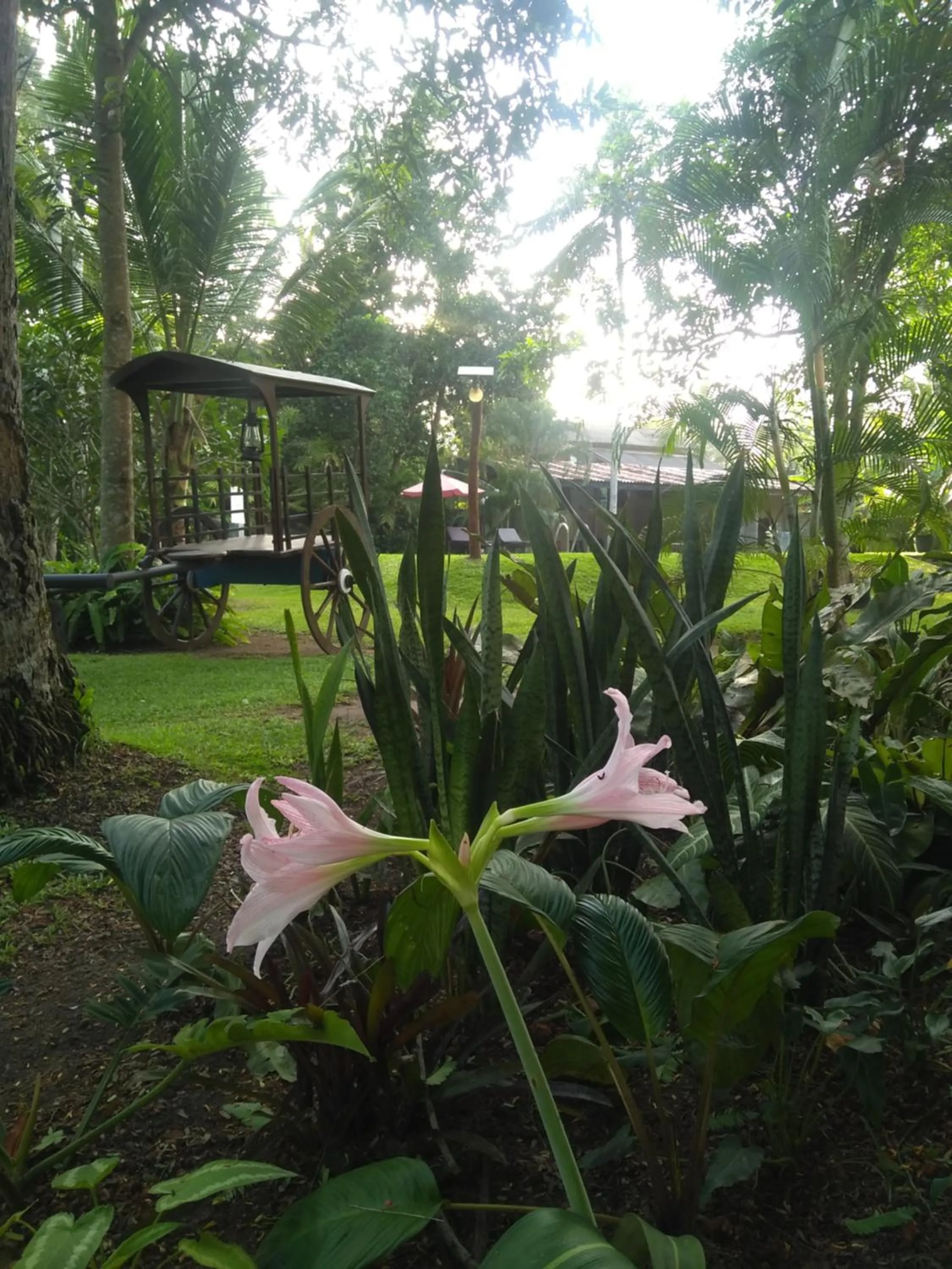 Garden in Ayurveda Villa 386