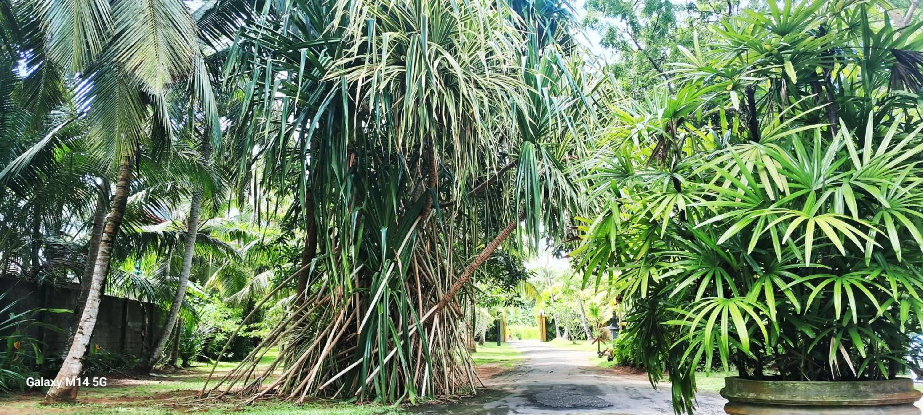 Garden in Ayurveda Villa 386