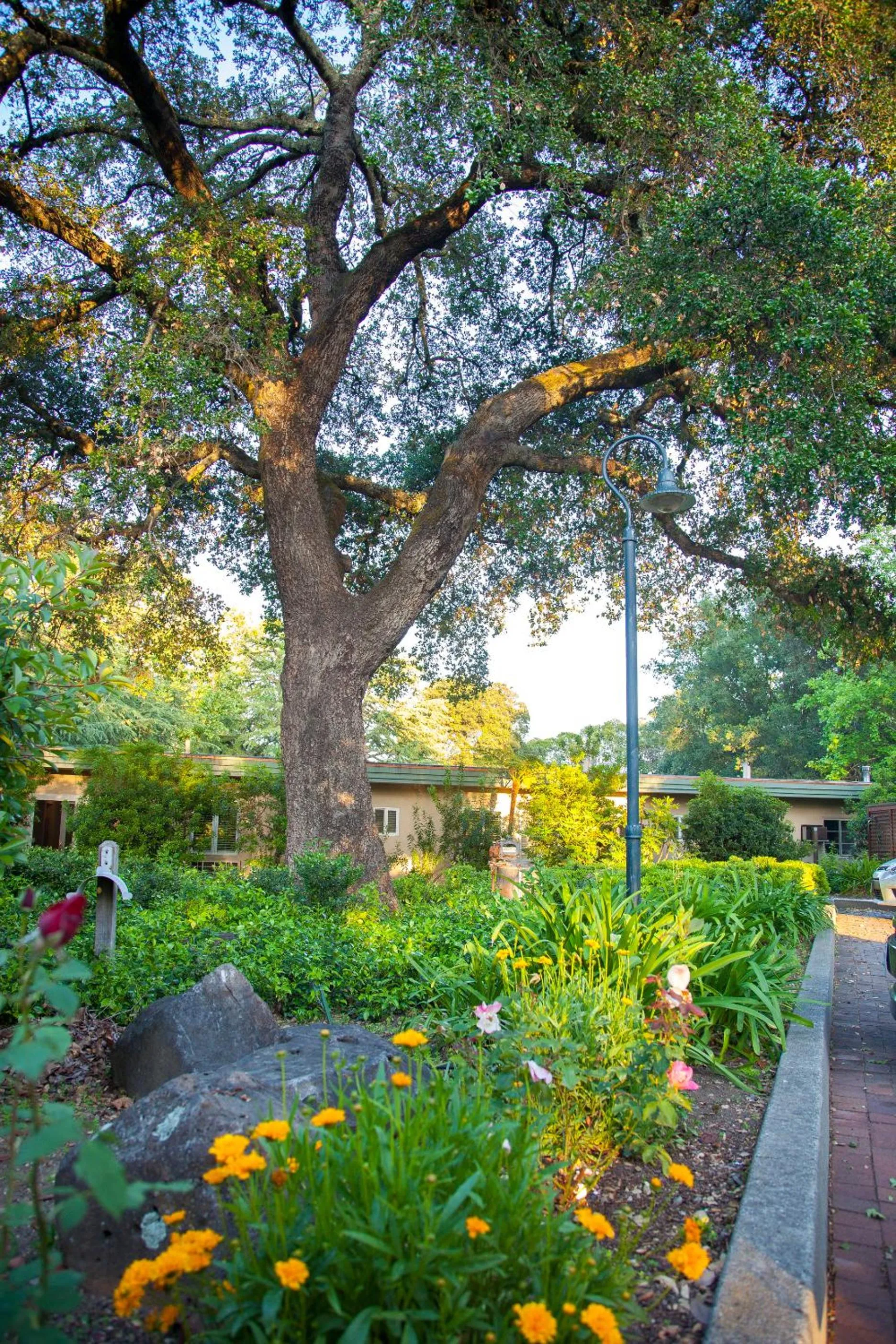 Garden in El Bonita Motel