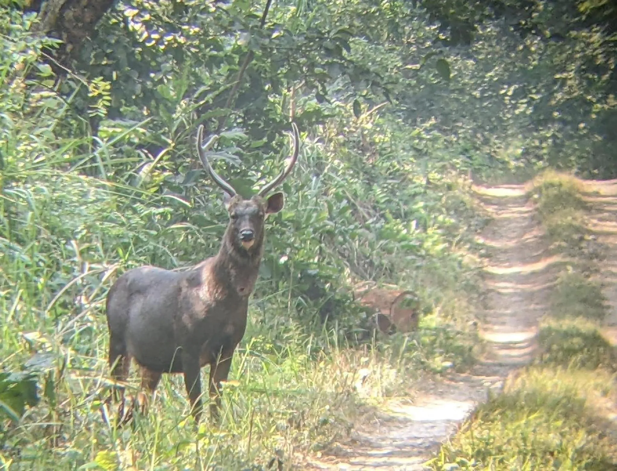 Animals in Hotel Chitwan Park Village